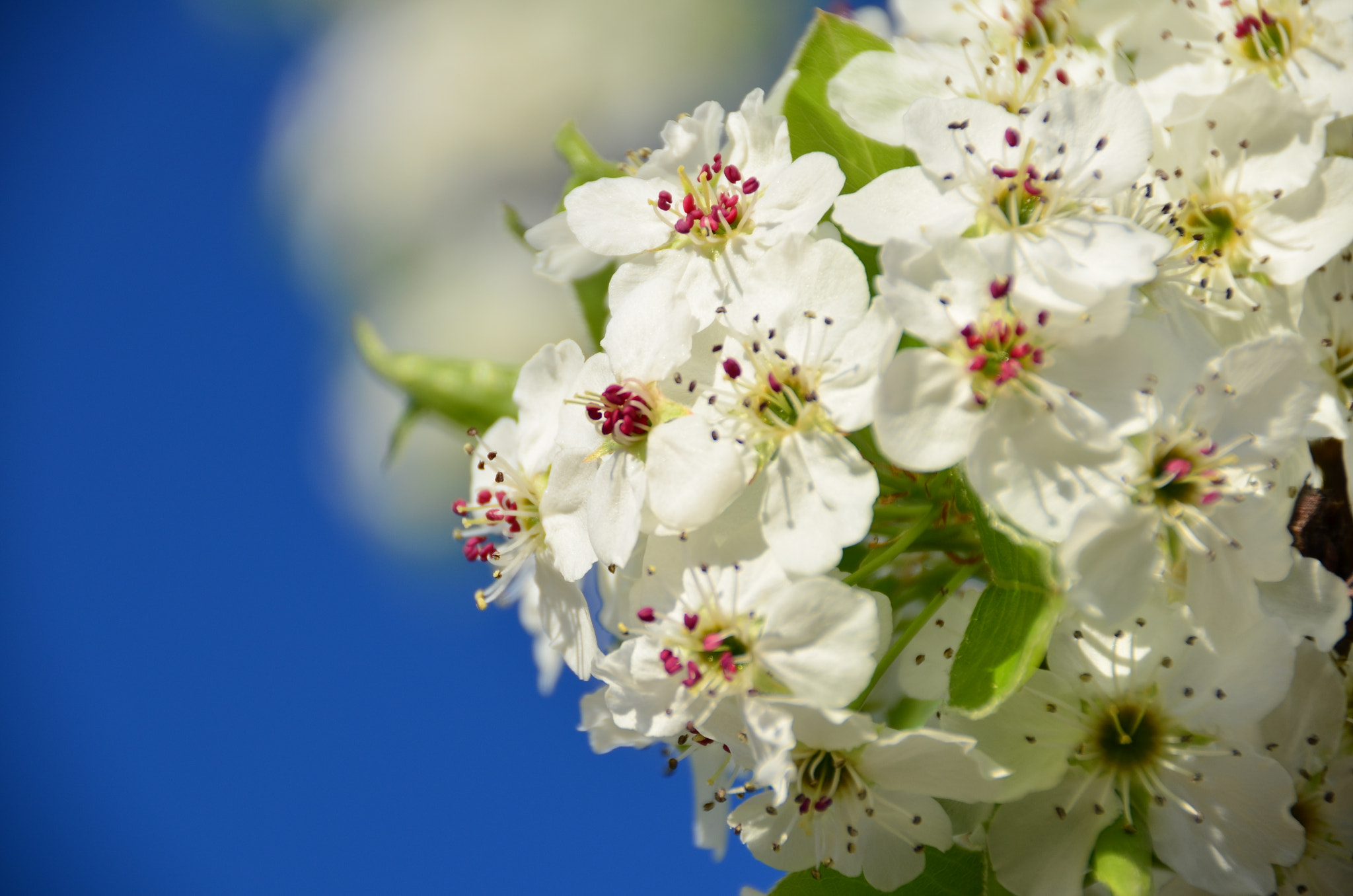 Nikon D5100 + Sigma 18-200mm F3.5-6.3 II DC OS HSM sample photo. Spring is coming photography