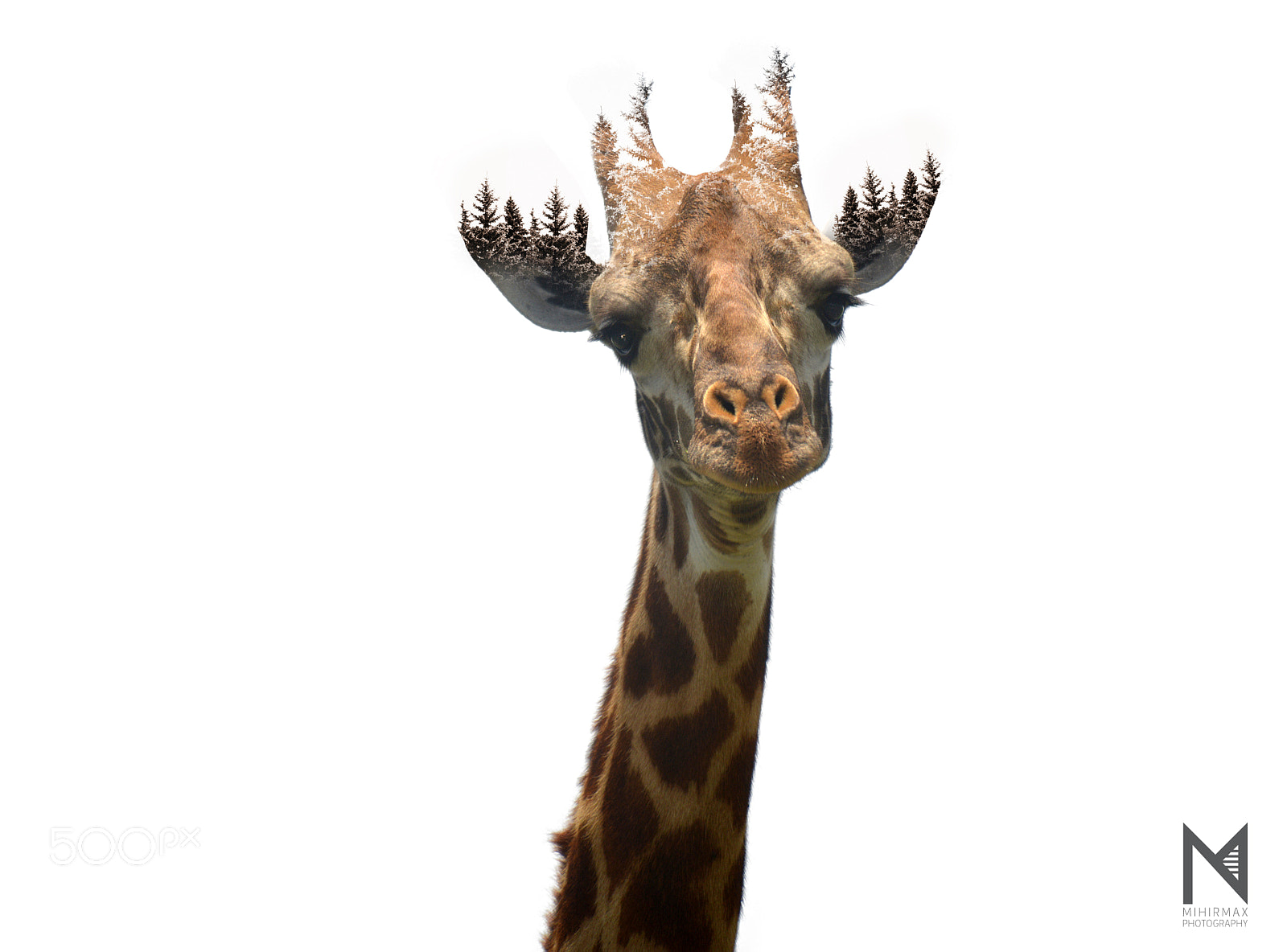 Nikon D800E sample photo. Aim high, stand tall, get spotted! photography
