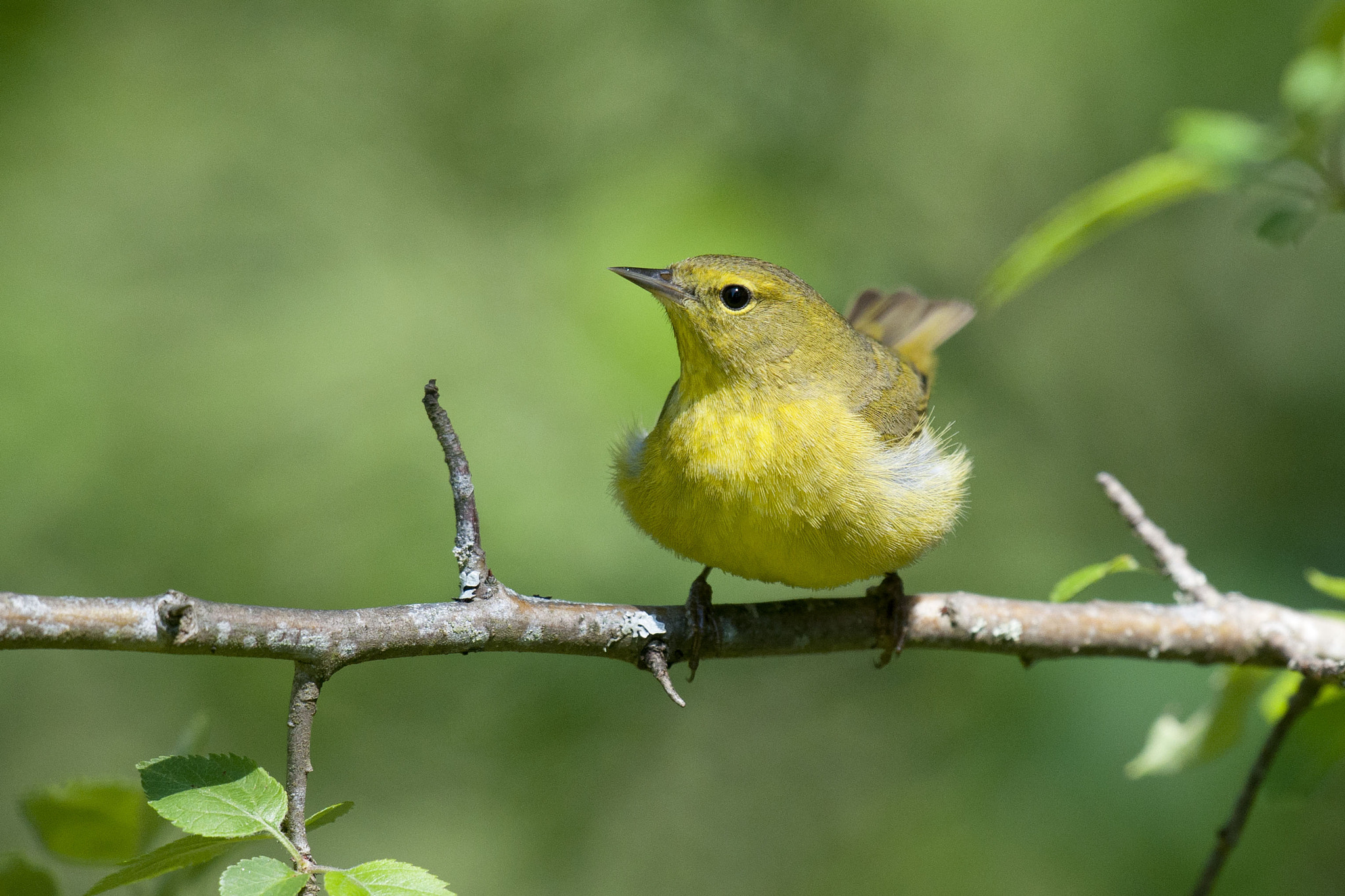 Nikon D90 sample photo. Orange-crowned warbler photography