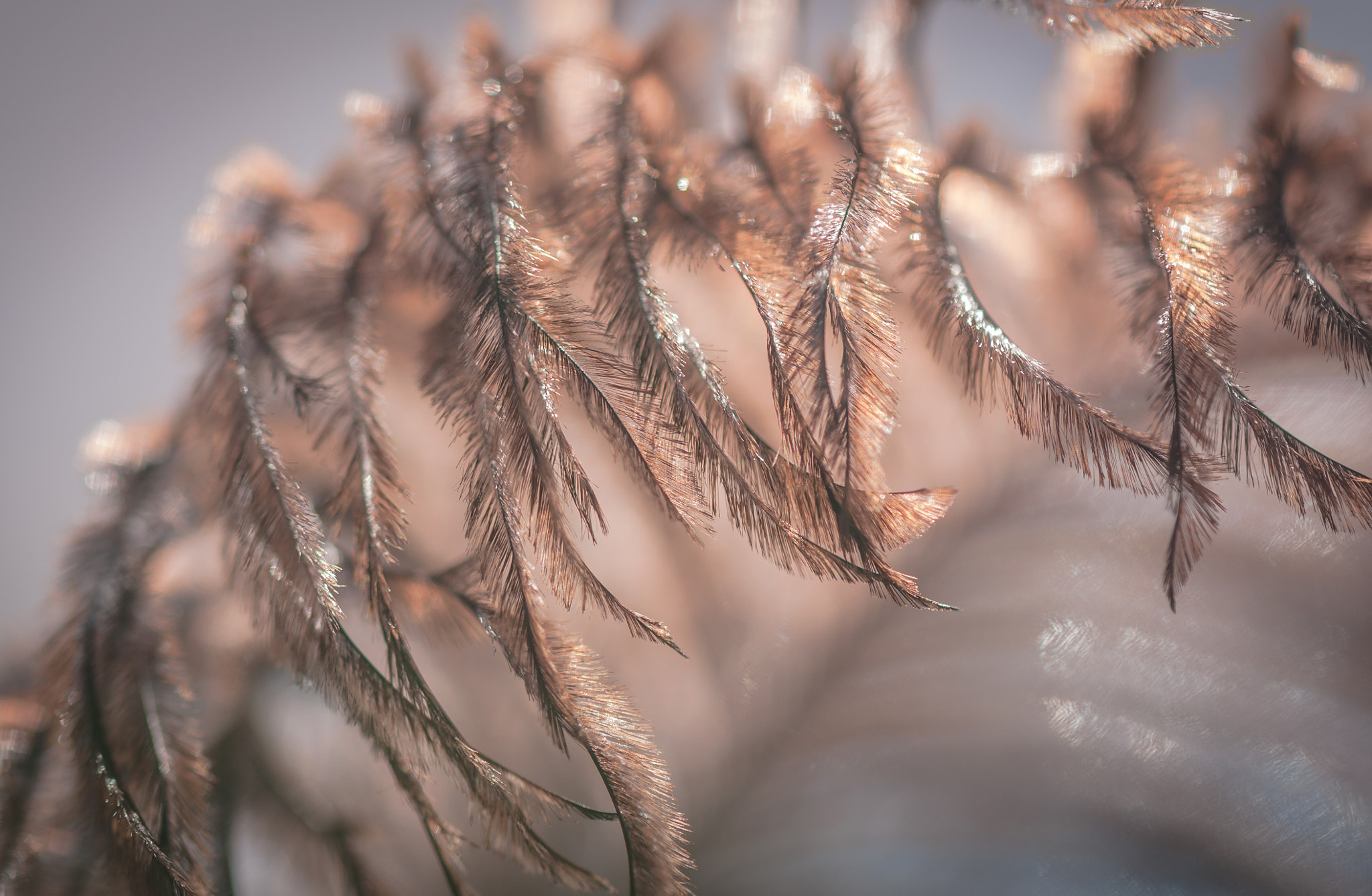 Nikon AF-S Micro-Nikkor 105mm F2.8G IF-ED VR sample photo. Hypnosis. Гіпноз. photography