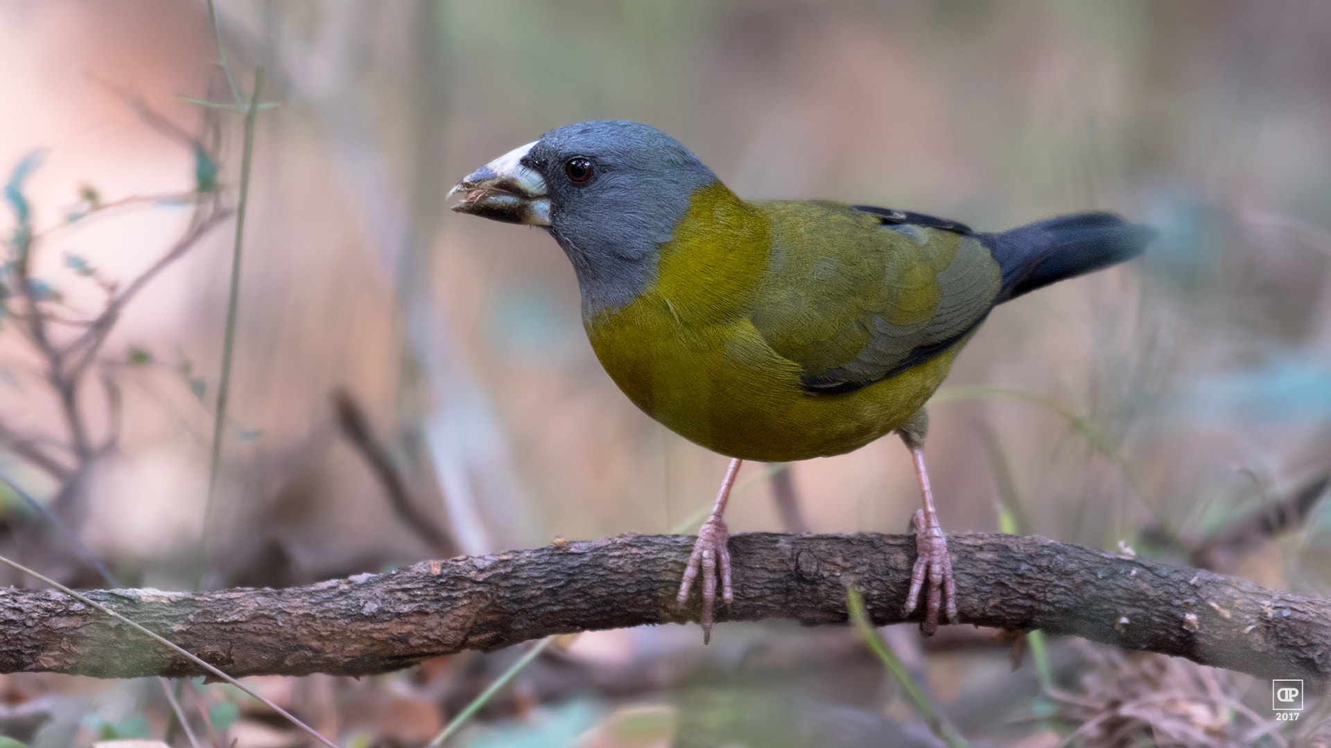 Nikon AF-S Nikkor 200-500mm F5.6E ED VR sample photo. Collared grosbeak ♀ photography