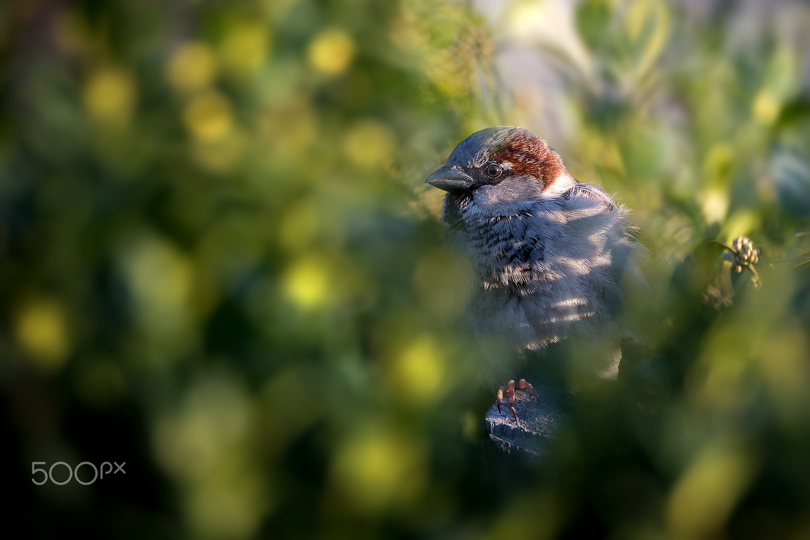 Tamron SP 150-600mm F5-6.3 Di VC USD sample photo. Hidden place photography