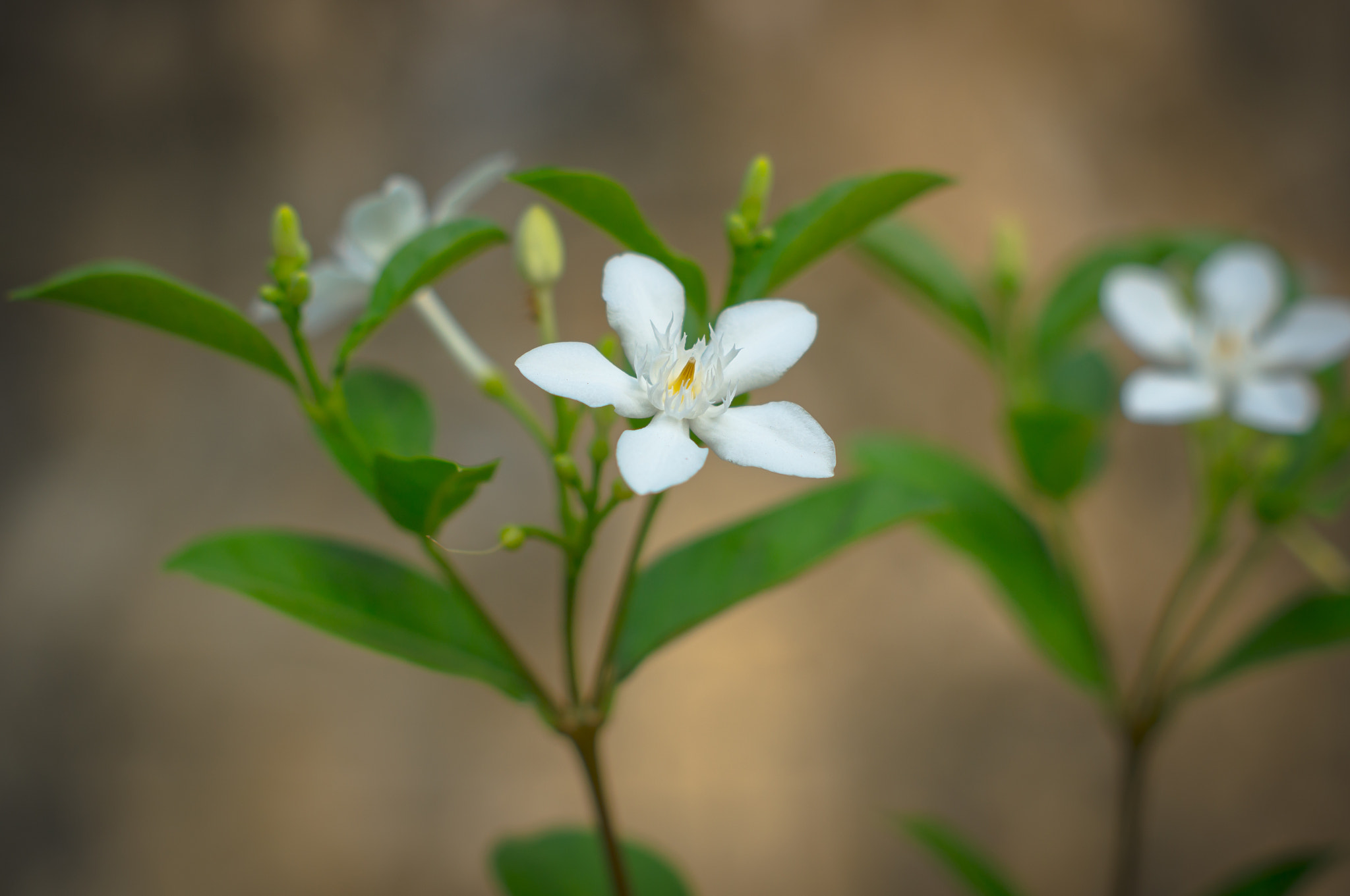 Sony SLT-A55 (SLT-A55V) sample photo. Morning bliss photography