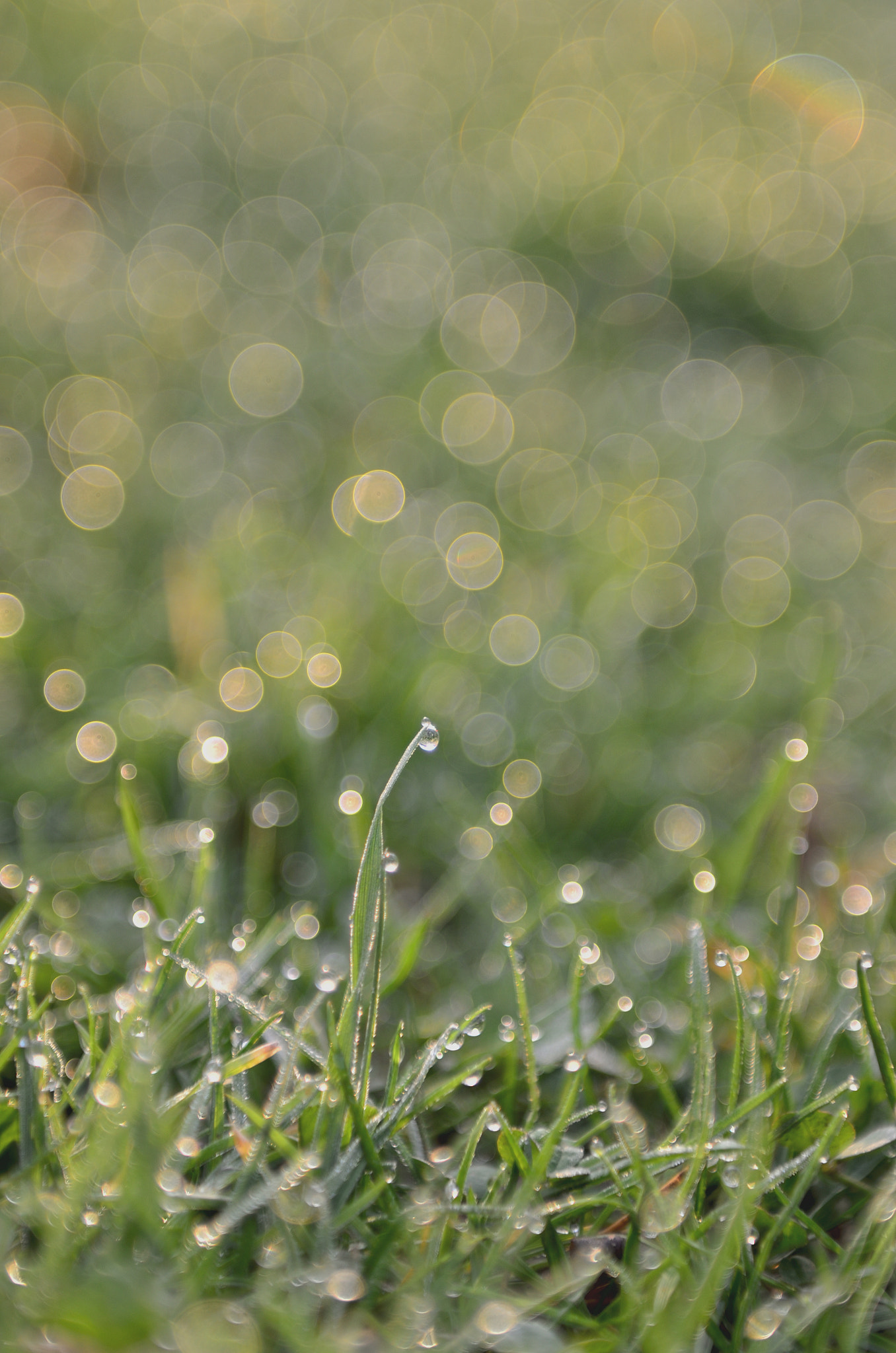 Nikon AF-S Nikkor 24-70mm F2.8G ED sample photo. Bokeh to the max :) photography