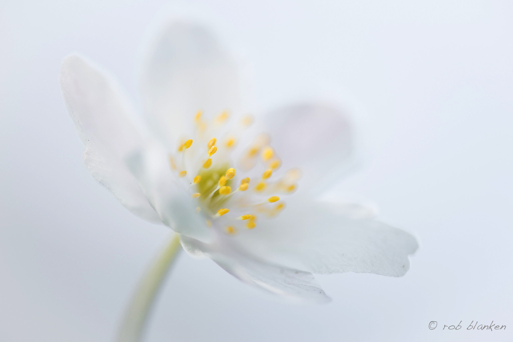 Nikon D810 sample photo. Wood anemone photography