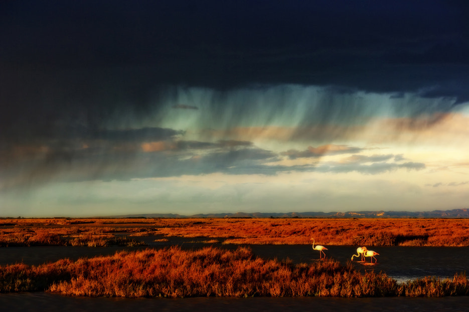 Pentax K20D + Pentax smc DA* 50-135mm F2.8 ED (IF) SDM sample photo. Orage en camargue photography