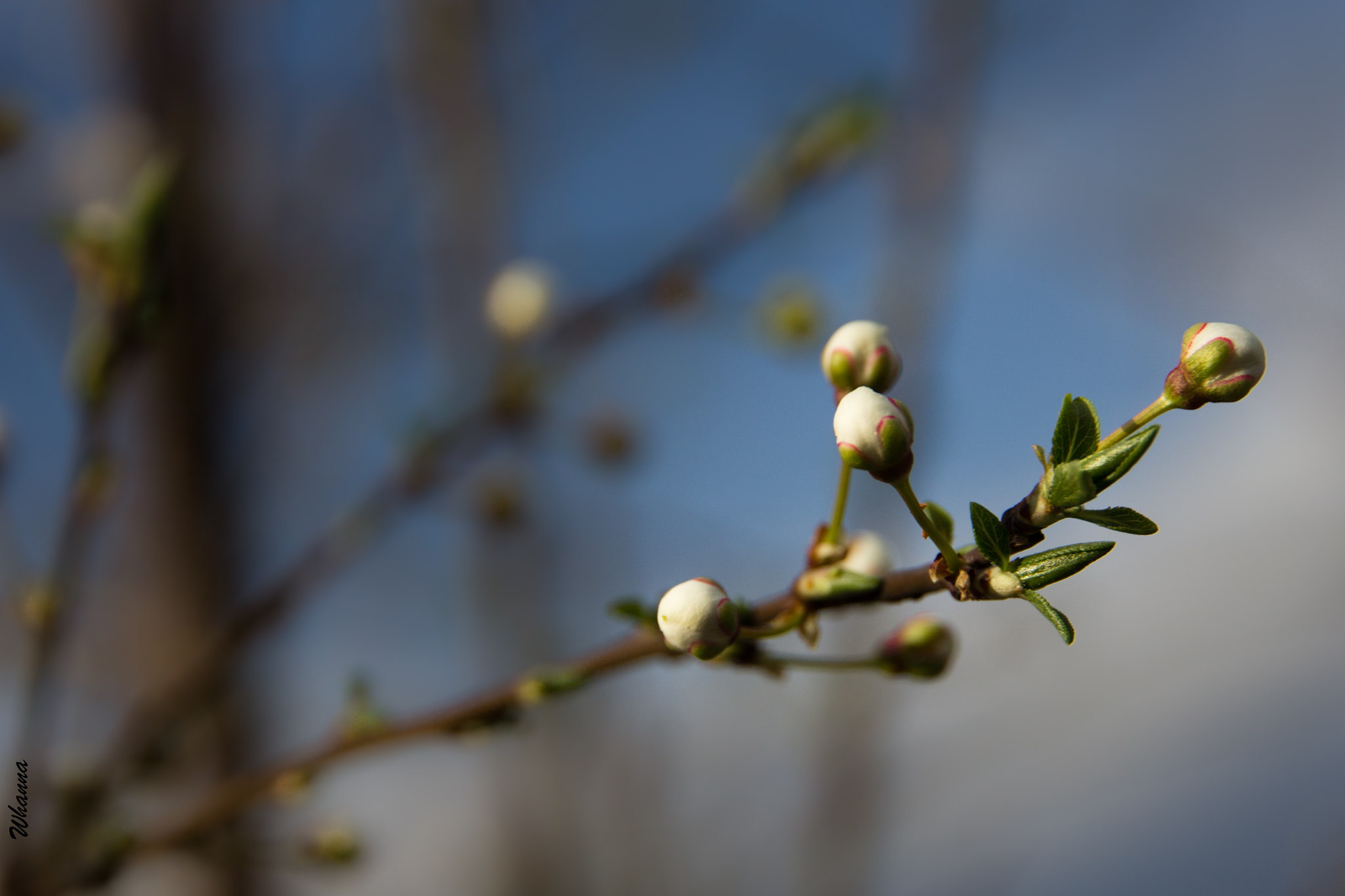 Canon EOS 60D sample photo. The born photography