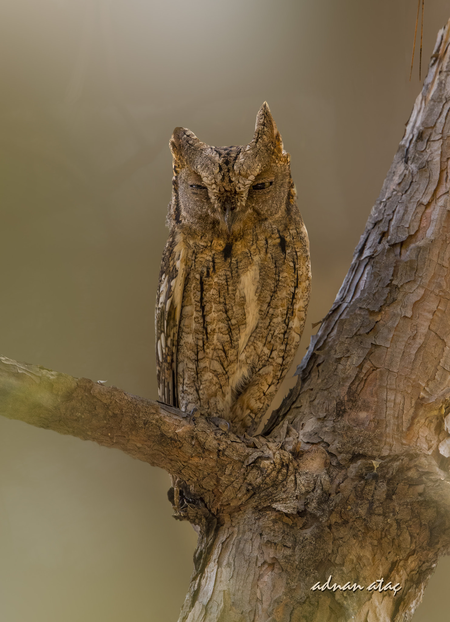 Nikon D5 sample photo. İshakkuşu - eurasian scops owl - otus scops photography