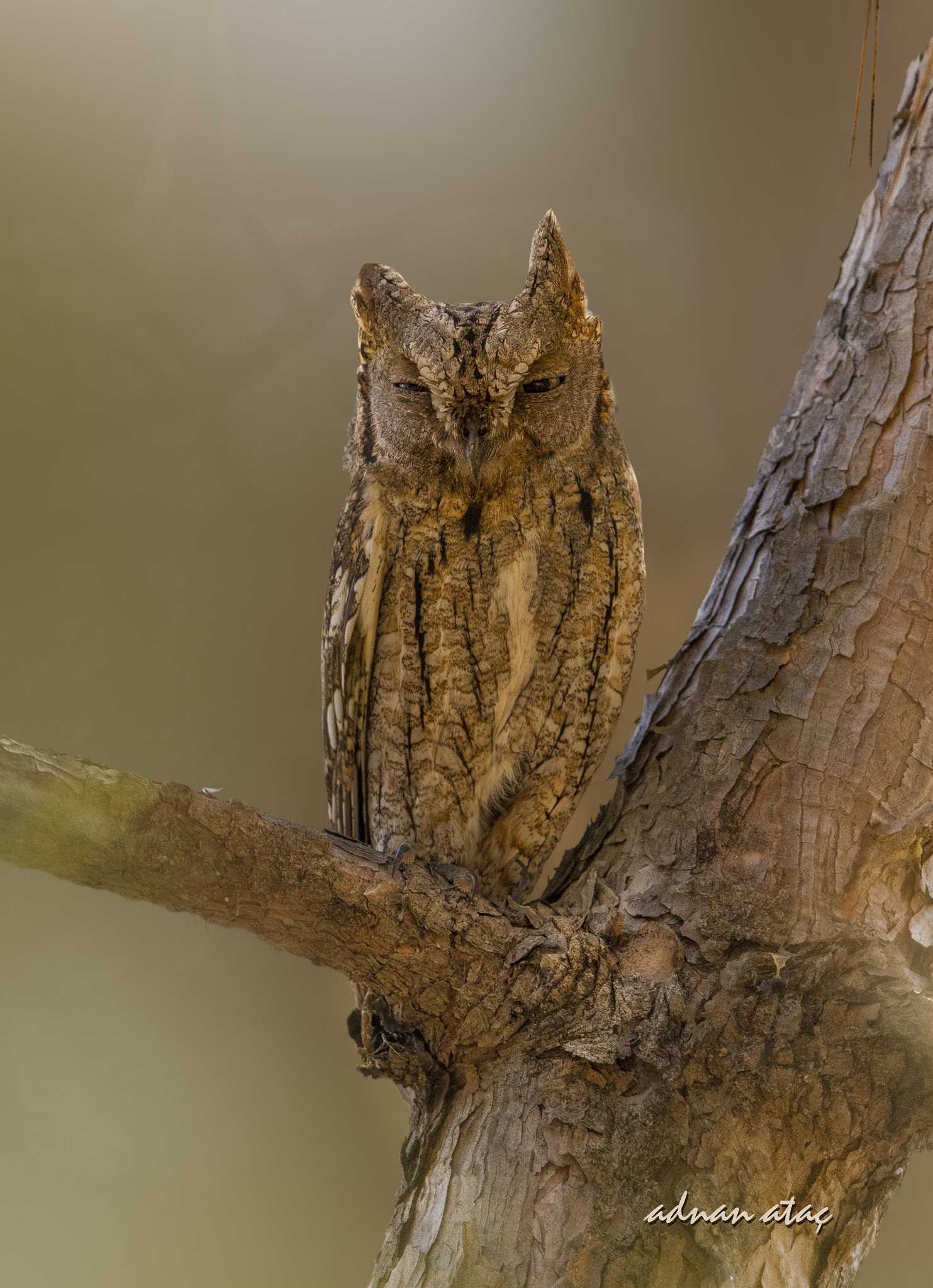 Sigma 150-600mm F5-6.3 DG OS HSM | S sample photo. İshakkuşu - eurasian scops owl - otus scops photography