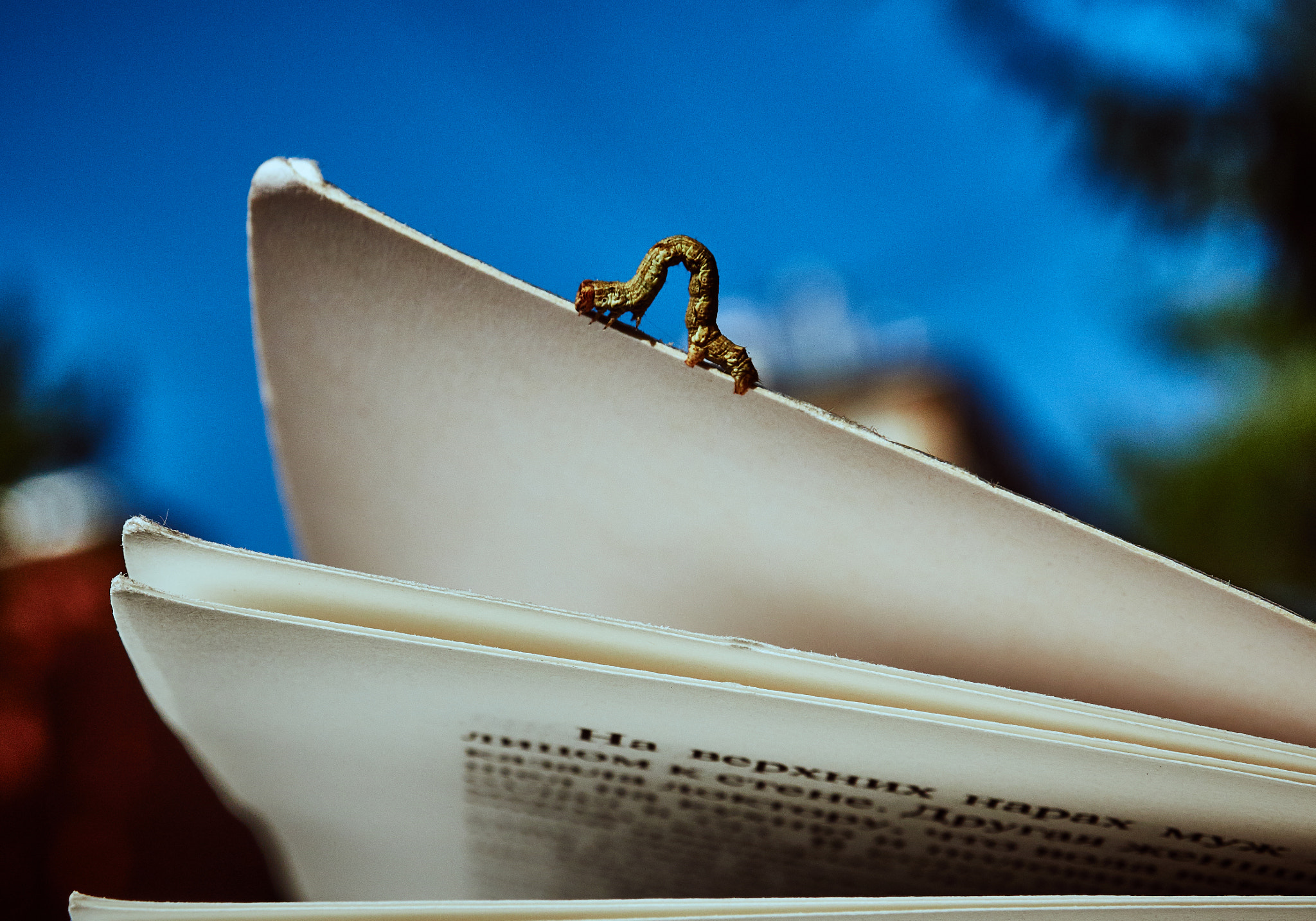 Olympus OM-D E-M5 II sample photo. Bookworm photography