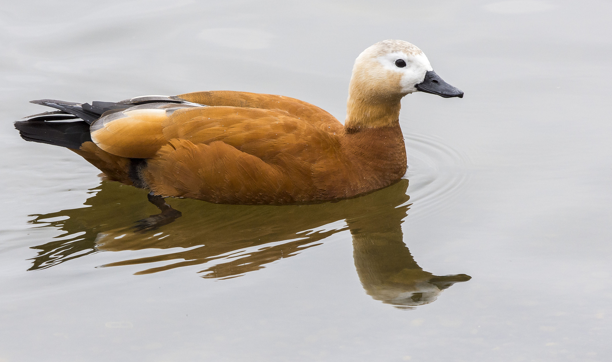 Nikon AF-S Nikkor 200-500mm F5.6E ED VR sample photo. Angıt » ruddy shelduck » tadorna ferruginea photography
