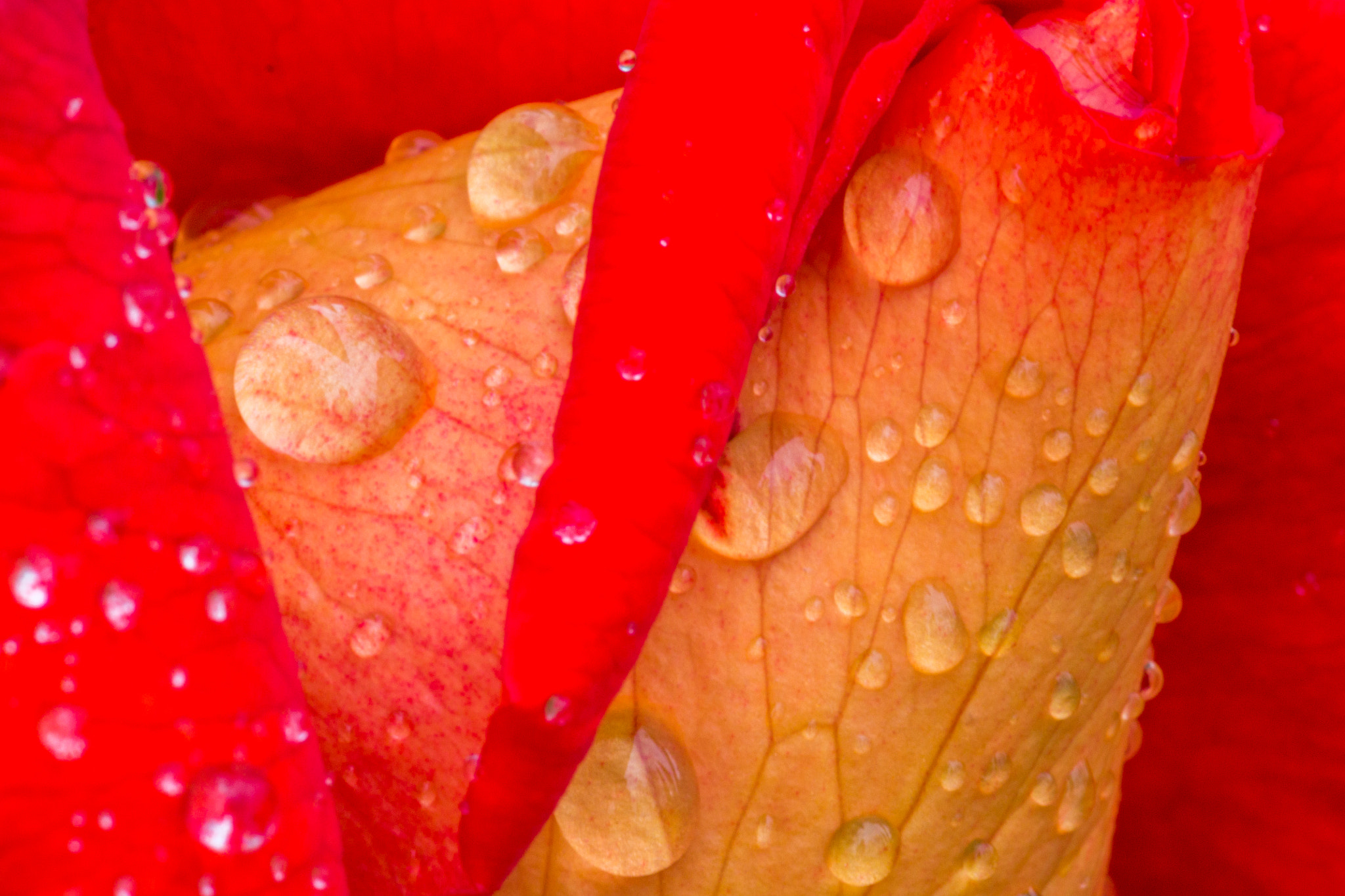 Canon EF 180mm F3.5L Macro USM sample photo. One orange rose flower with drops of dew  on a summer sunny day photography