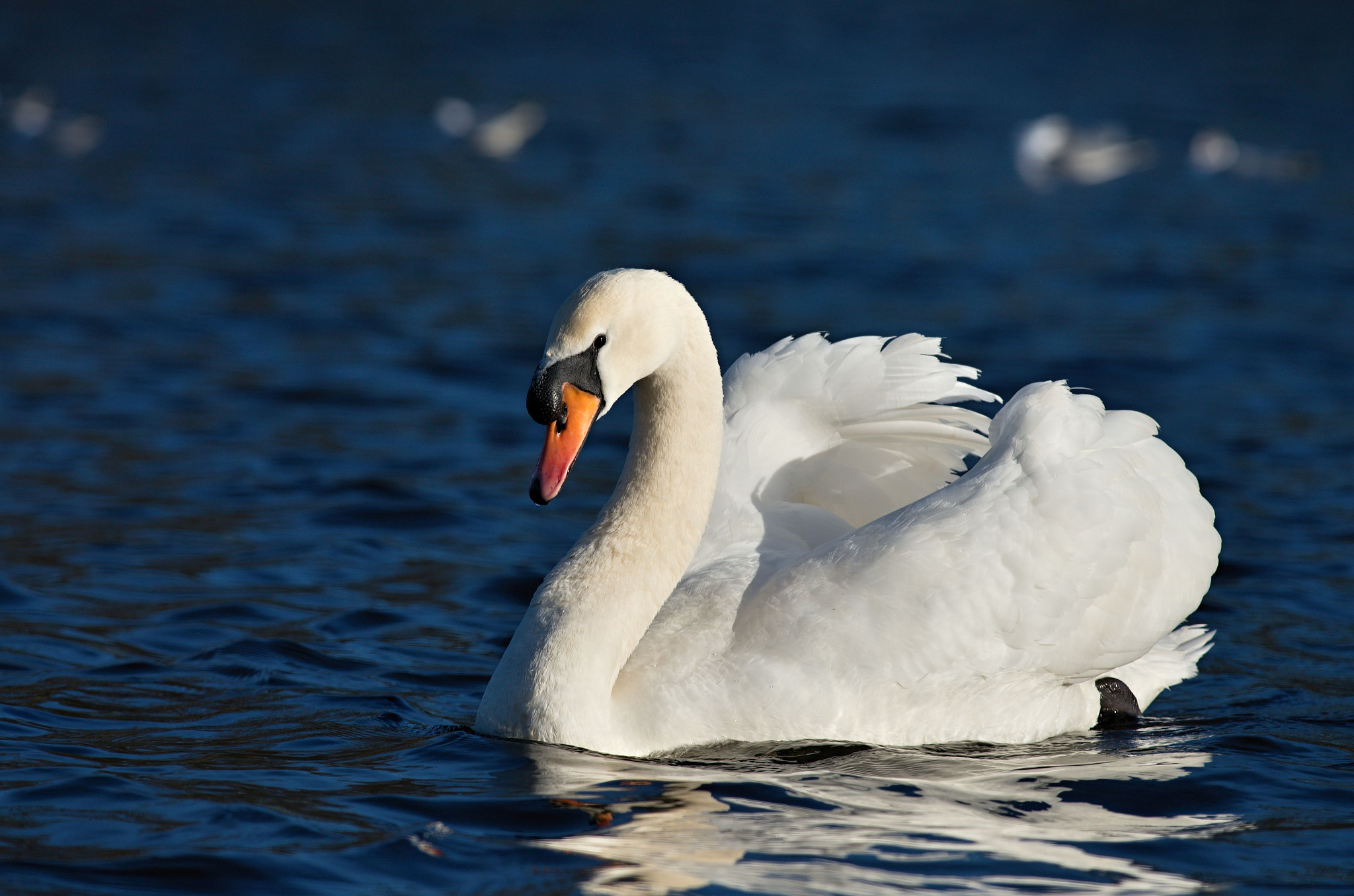 Nikon D610 sample photo. Mute swan photography