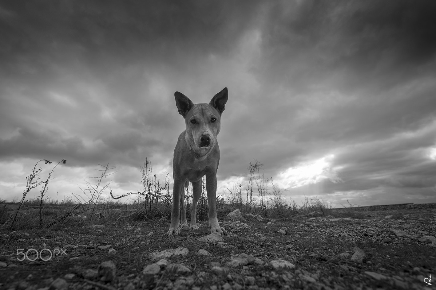 Canon EF 16-35mm F4L IS USM sample photo. Portrait of a stray dog photography