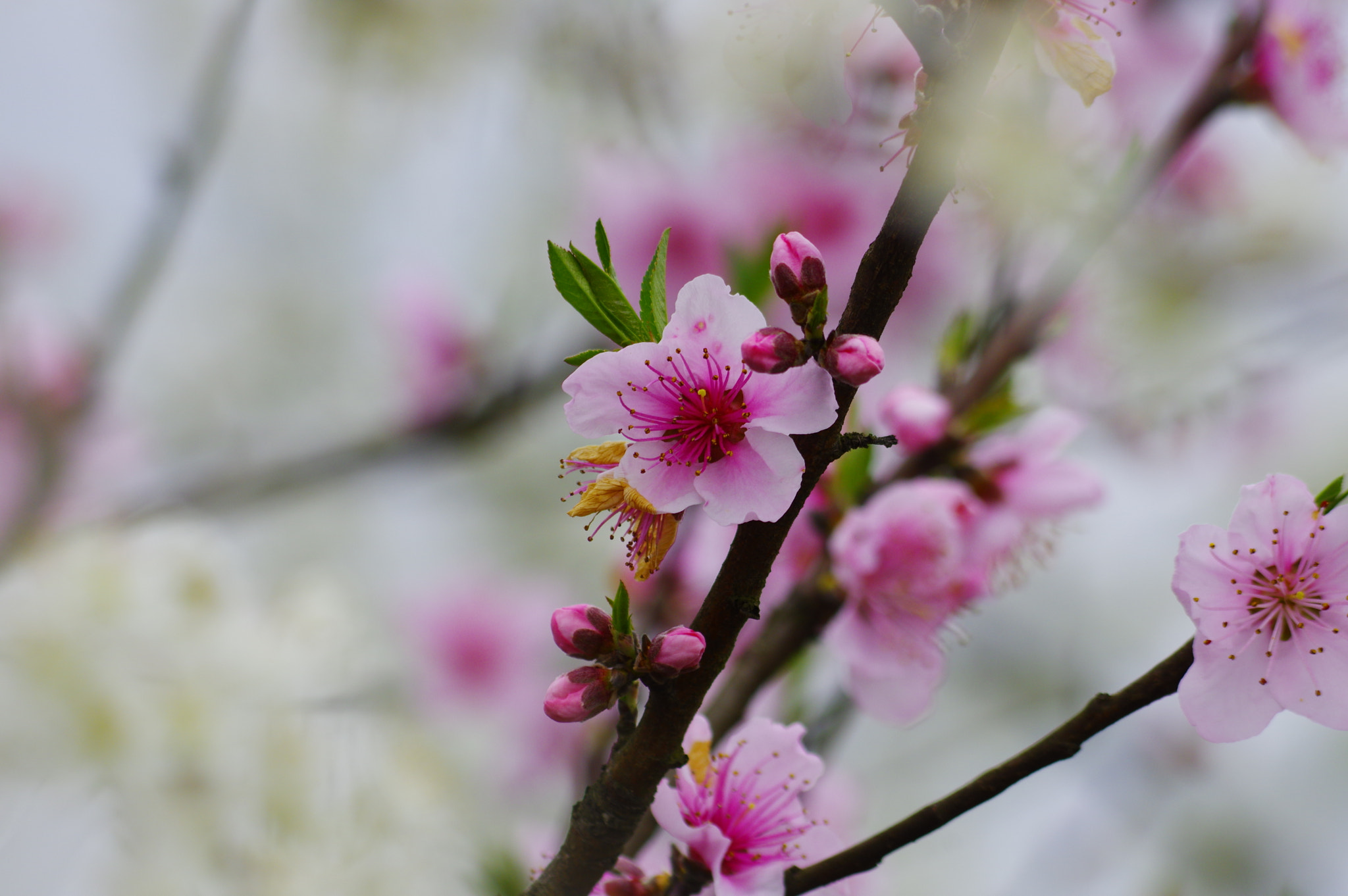 Pentax K-3 + HD Pentax DA 55-300mm F4.0-5.8 ED WR sample photo. 桃红李白 photography