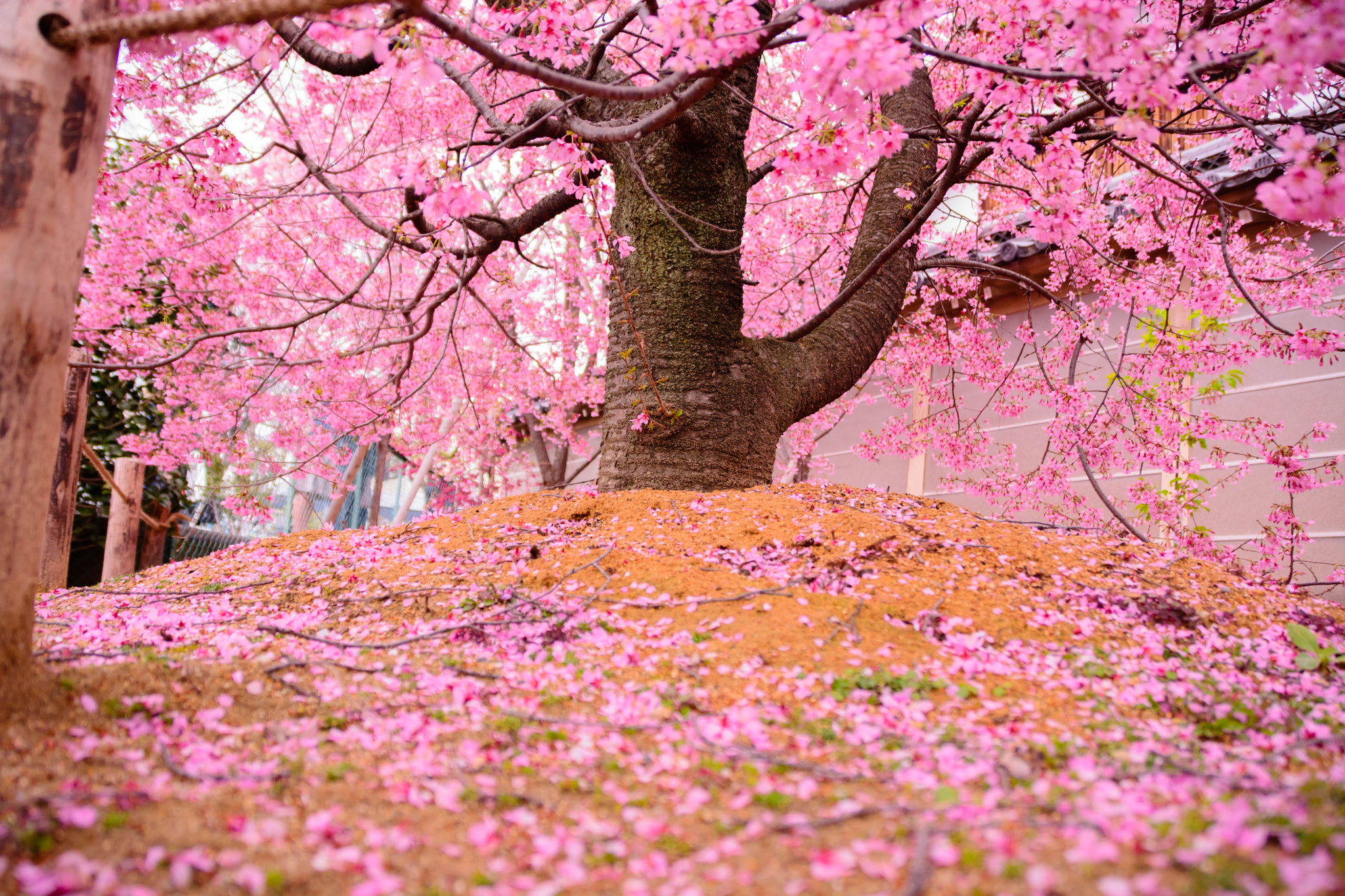 Nikon D5200 + Sigma 18-200mm F3.5-6.3 II DC OS HSM sample photo. 長徳寺（京都） photography