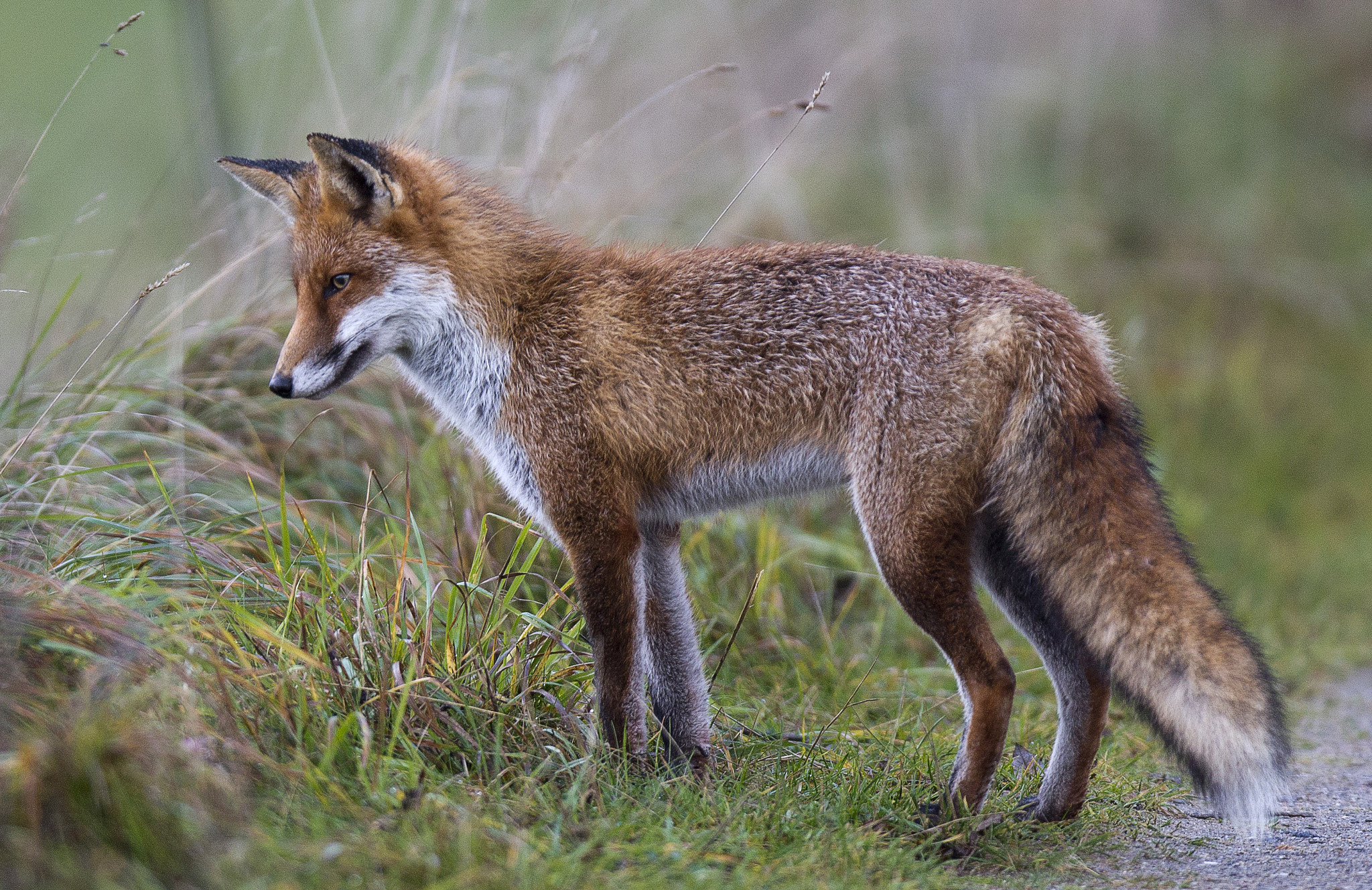 Canon EF 400mm F2.8L IS II USM sample photo. Fox photography