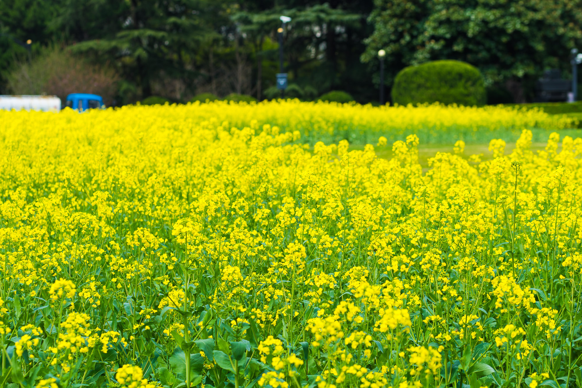 Sony a7R + Canon EF 85mm F1.8 USM sample photo