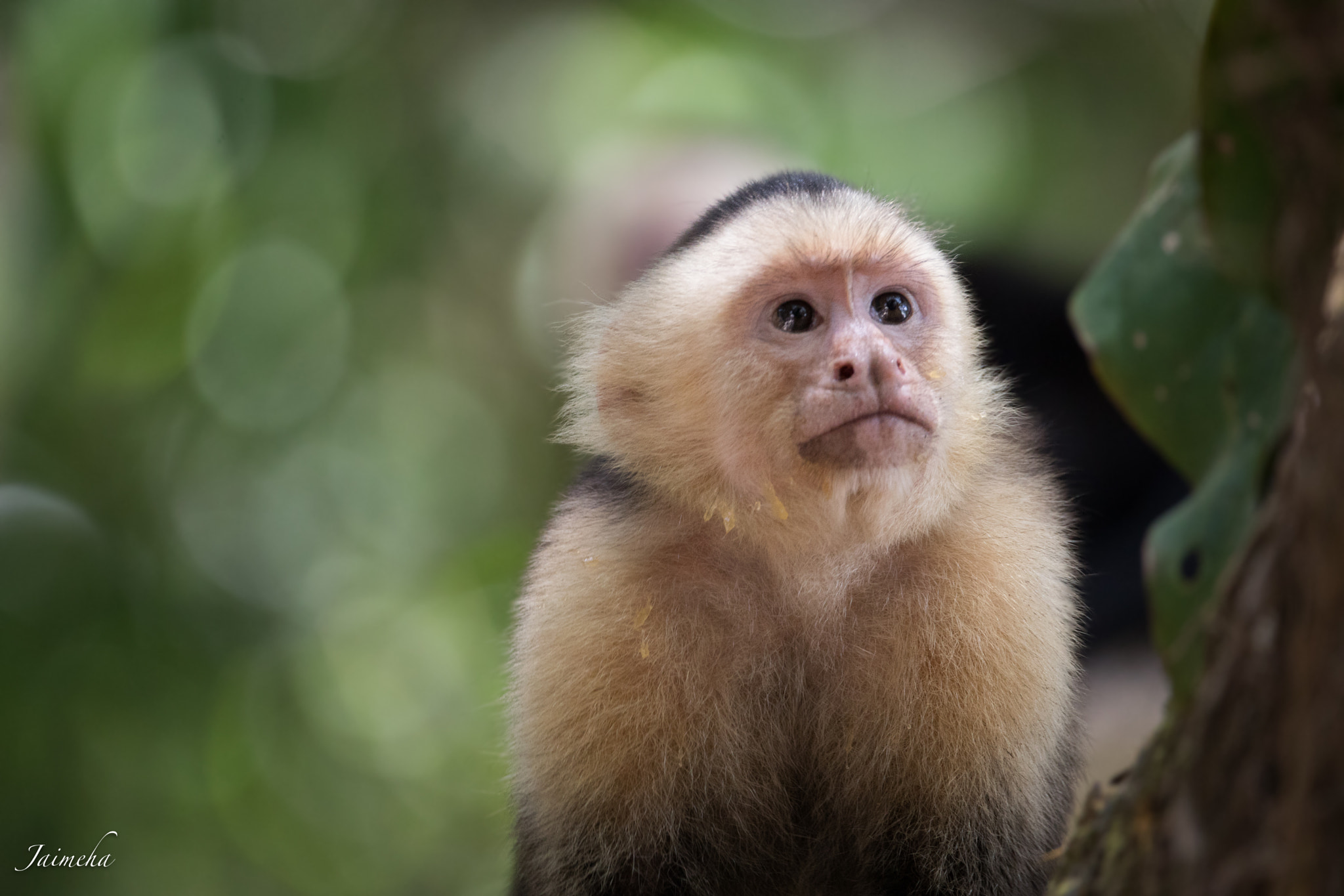 Canon EOS 5D Mark IV sample photo. White-headed capuchin photography