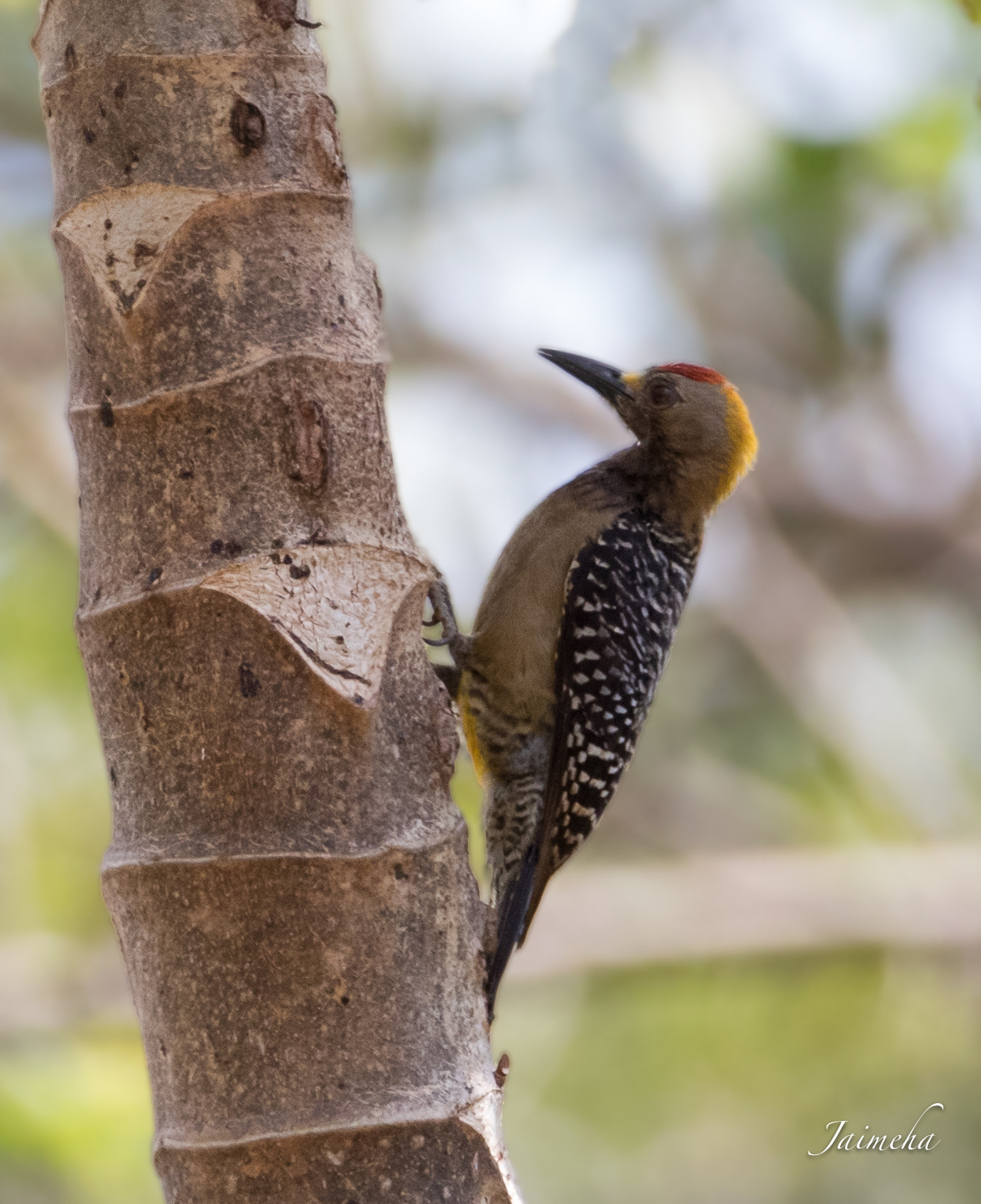 150-600mm F5-6.3 DG OS HSM | Contemporary 015 sample photo. Hoffmann's woodpecker photography