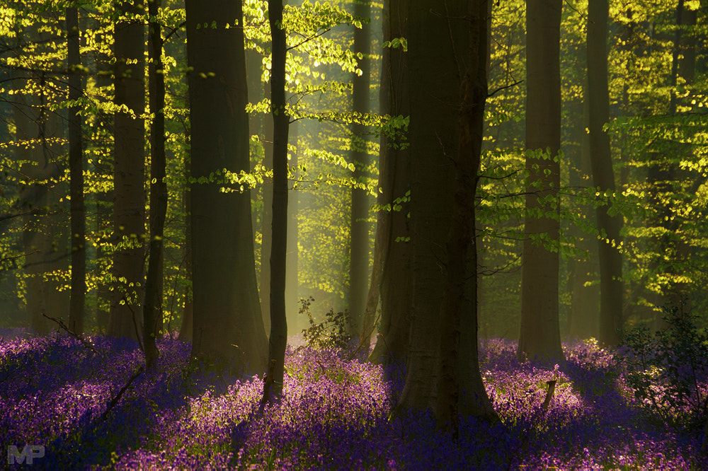 Sony E 18-200mm F3.5-6.3 OSS sample photo. Hallerbos photography