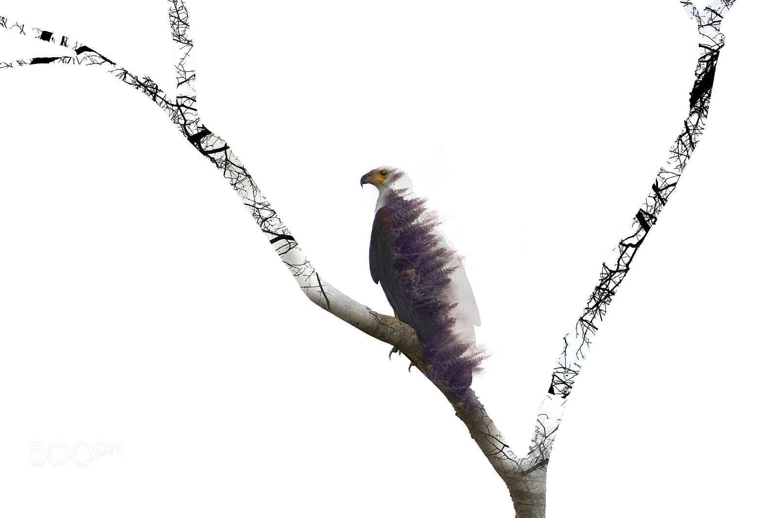 Nikon D800E sample photo. African fish eagle photography