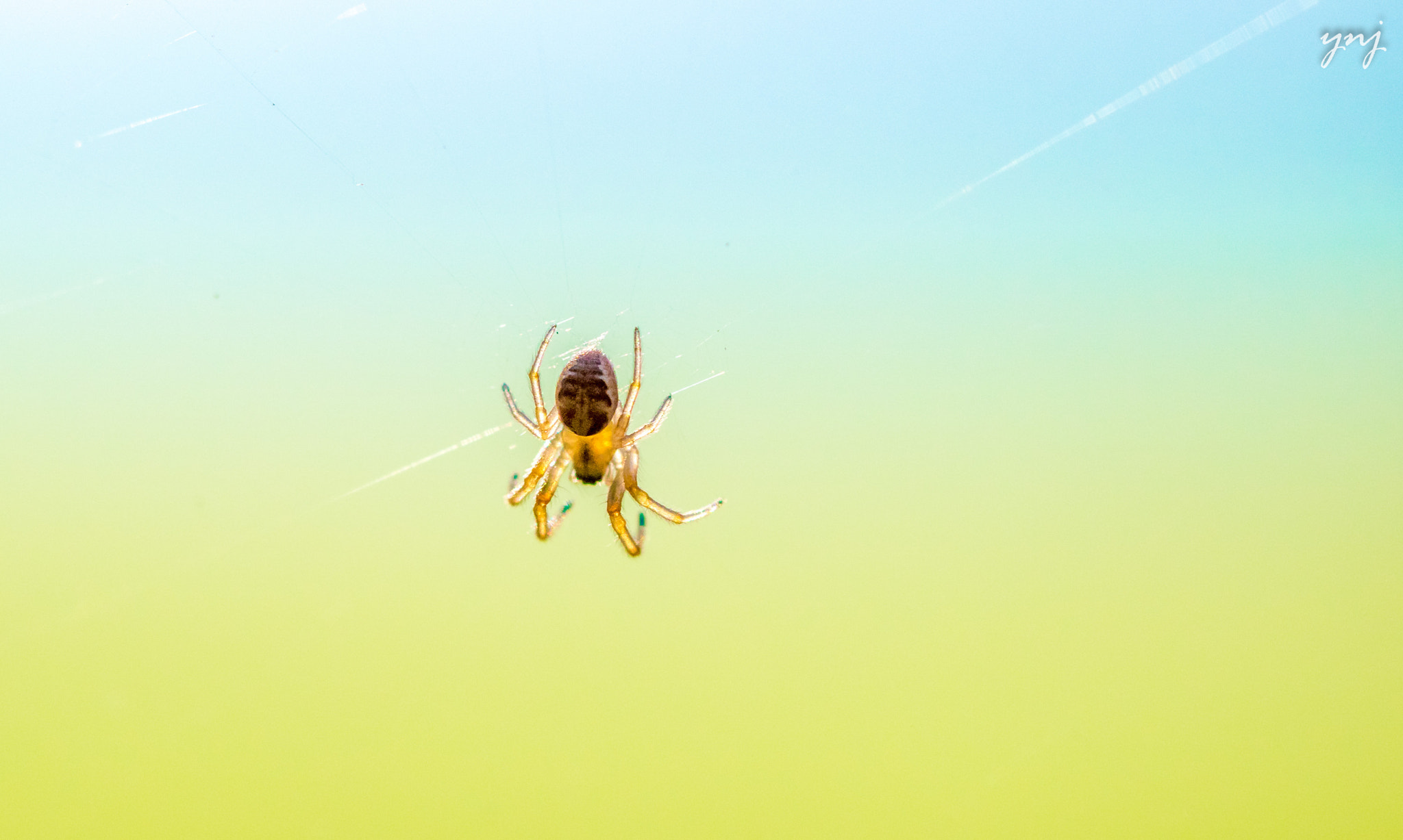 Canon EF 100mm F2.8 Macro USM sample photo. Hanging mid air photography