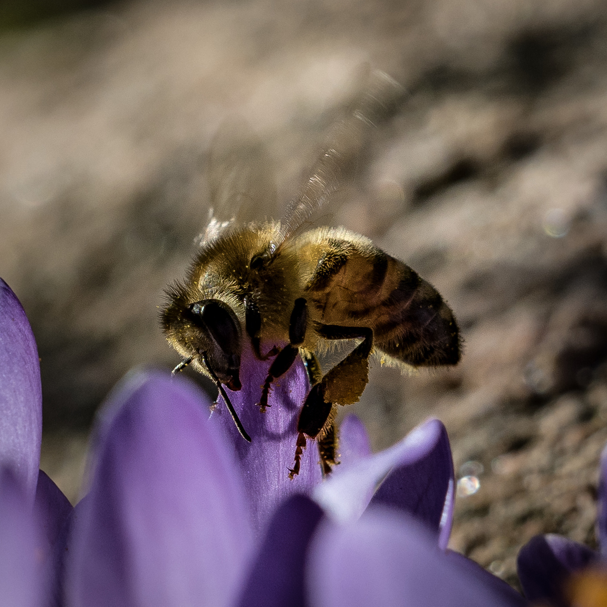 Olympus OM-D E-M1 Mark II + Olympus M.Zuiko Digital ED 40-150mm F2.8 Pro sample photo