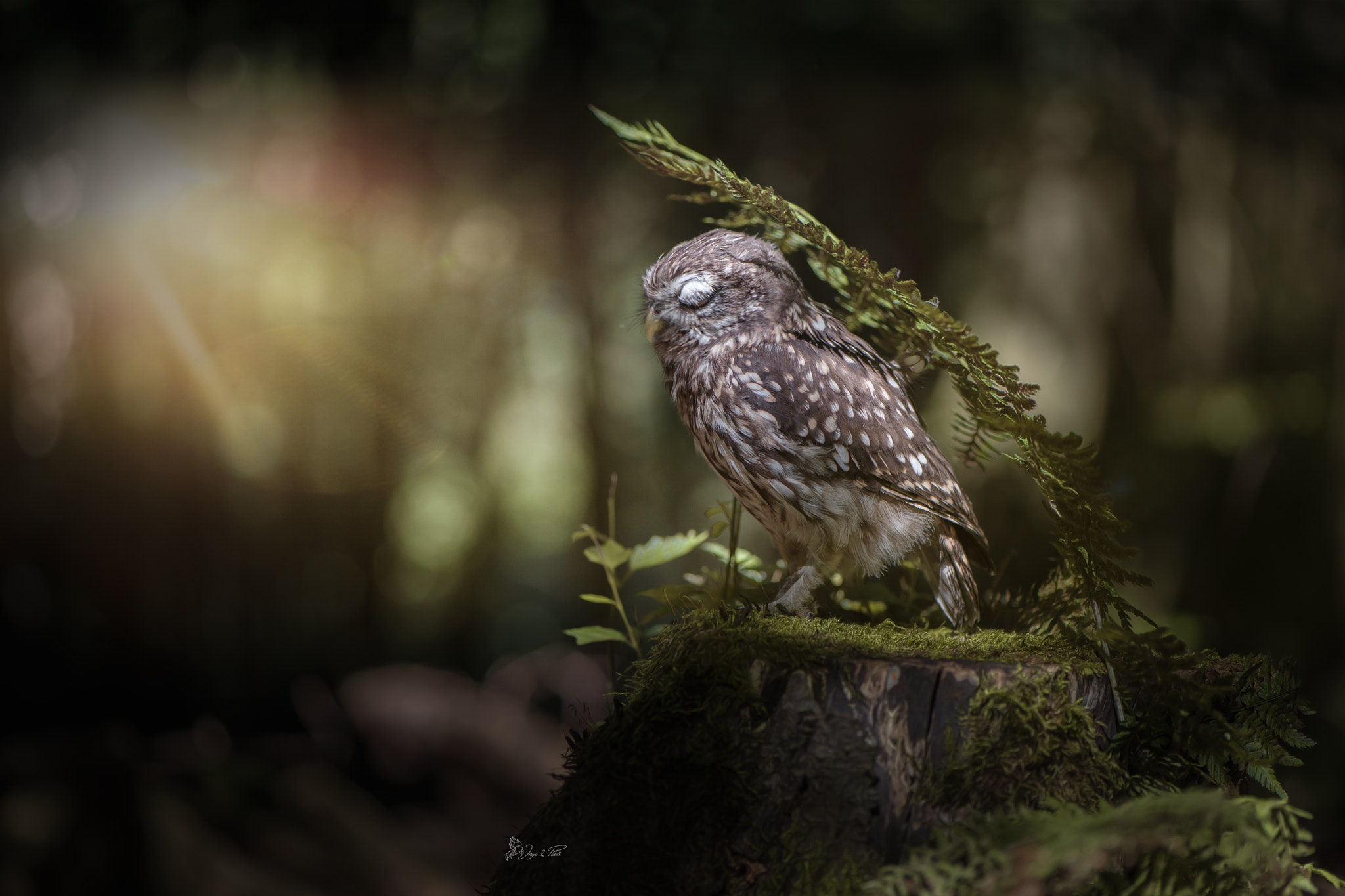 Nikon AF-S Micro-Nikkor 105mm F2.8G IF-ED VR sample photo. Dreamer photography