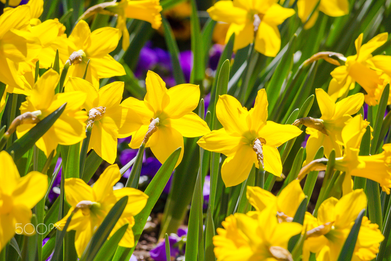 Canon EOS 7D + Canon EF-S 55-250mm F4-5.6 IS STM sample photo. Yellow narcissus lighting in innsbruck's garden photography