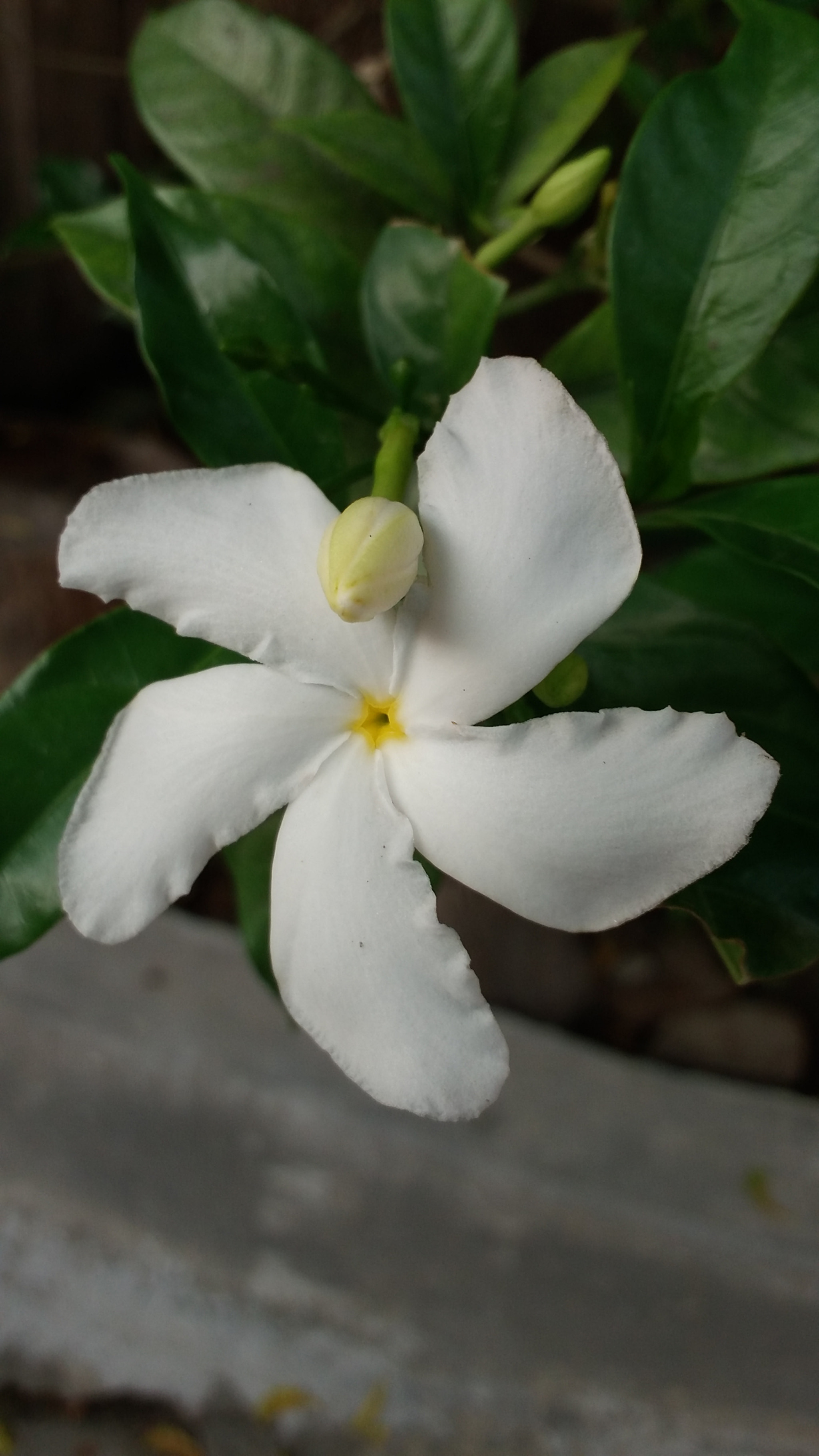 Samsung Galaxy E7 sample photo