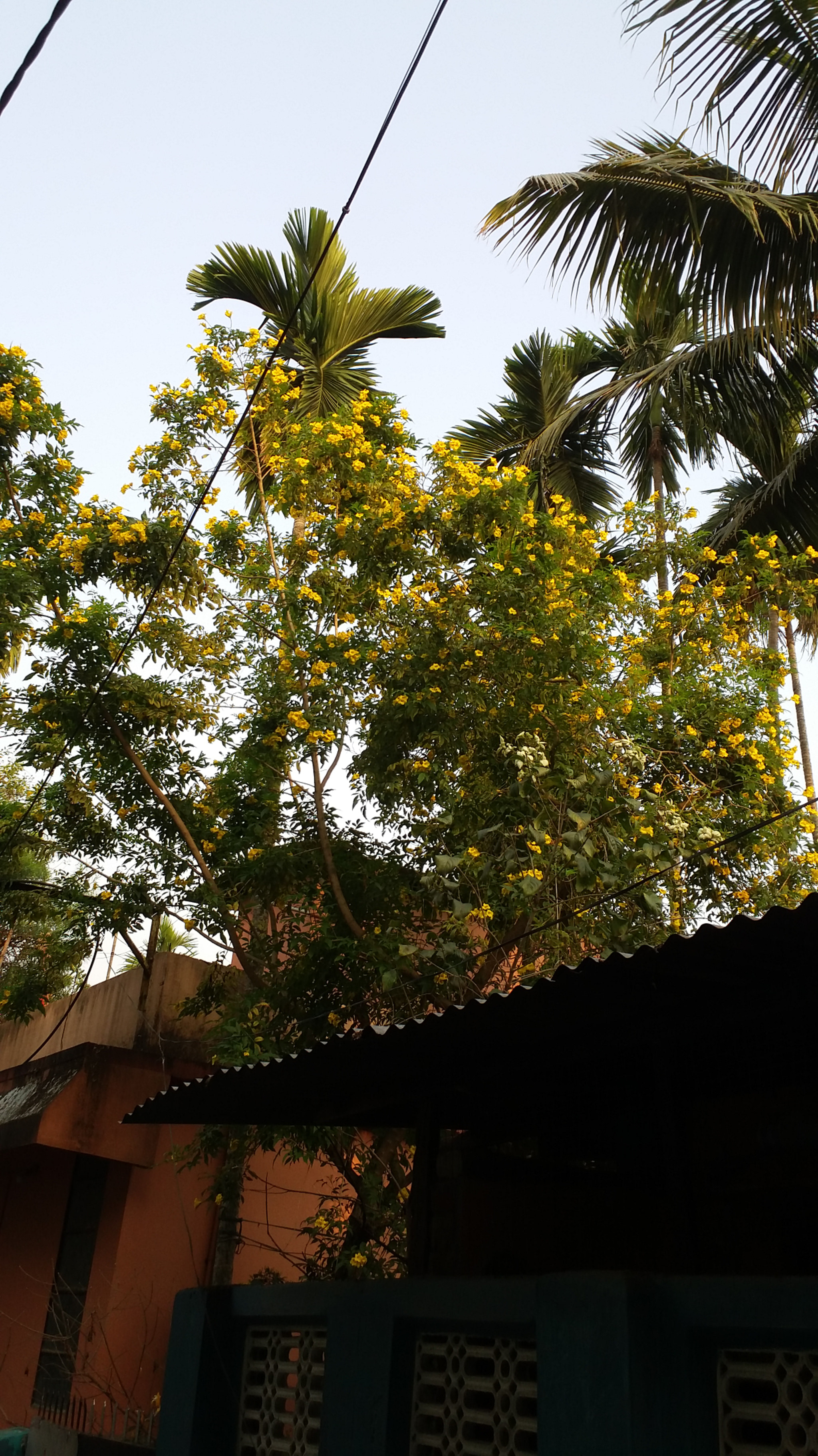 Samsung Galaxy E7 sample photo