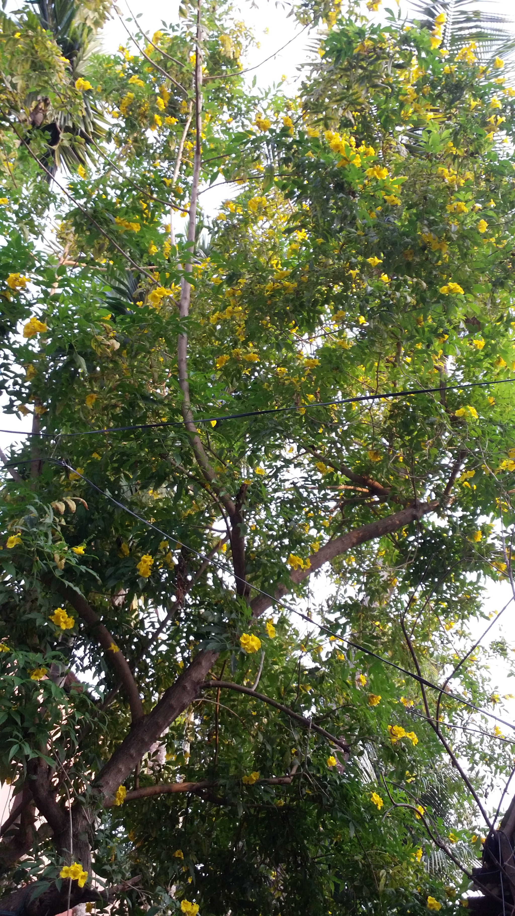 Samsung Galaxy E7 sample photo