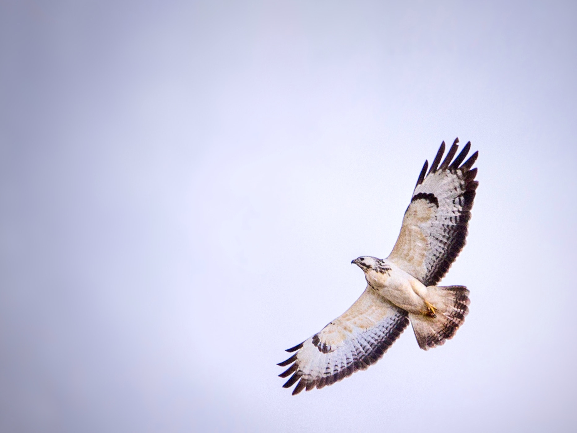 150-600mm F5-6.3 DG OS HSM | Contemporary 015 sample photo. Buteo buteo photography
