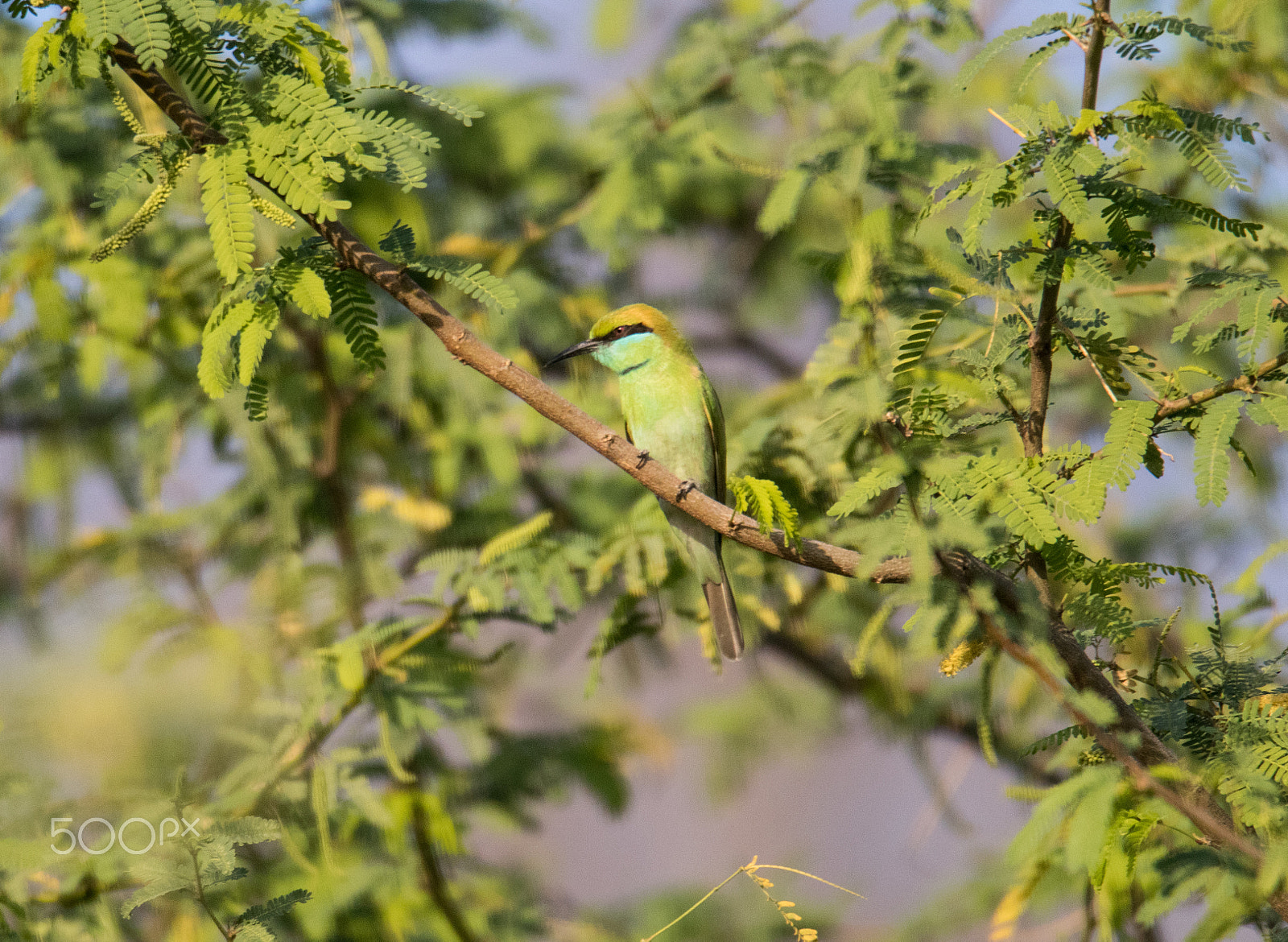 Canon EOS 80D + Canon EF 100-400mm F4.5-5.6L IS II USM sample photo. Green bee-eater photography