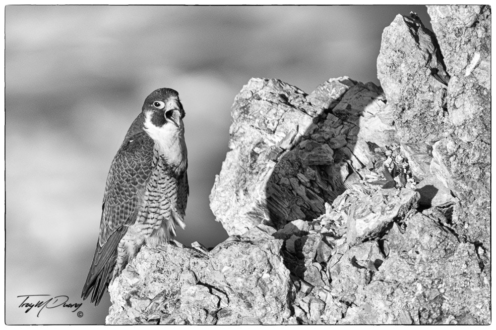 Canon EOS-1D X sample photo. Screaming falcon photography