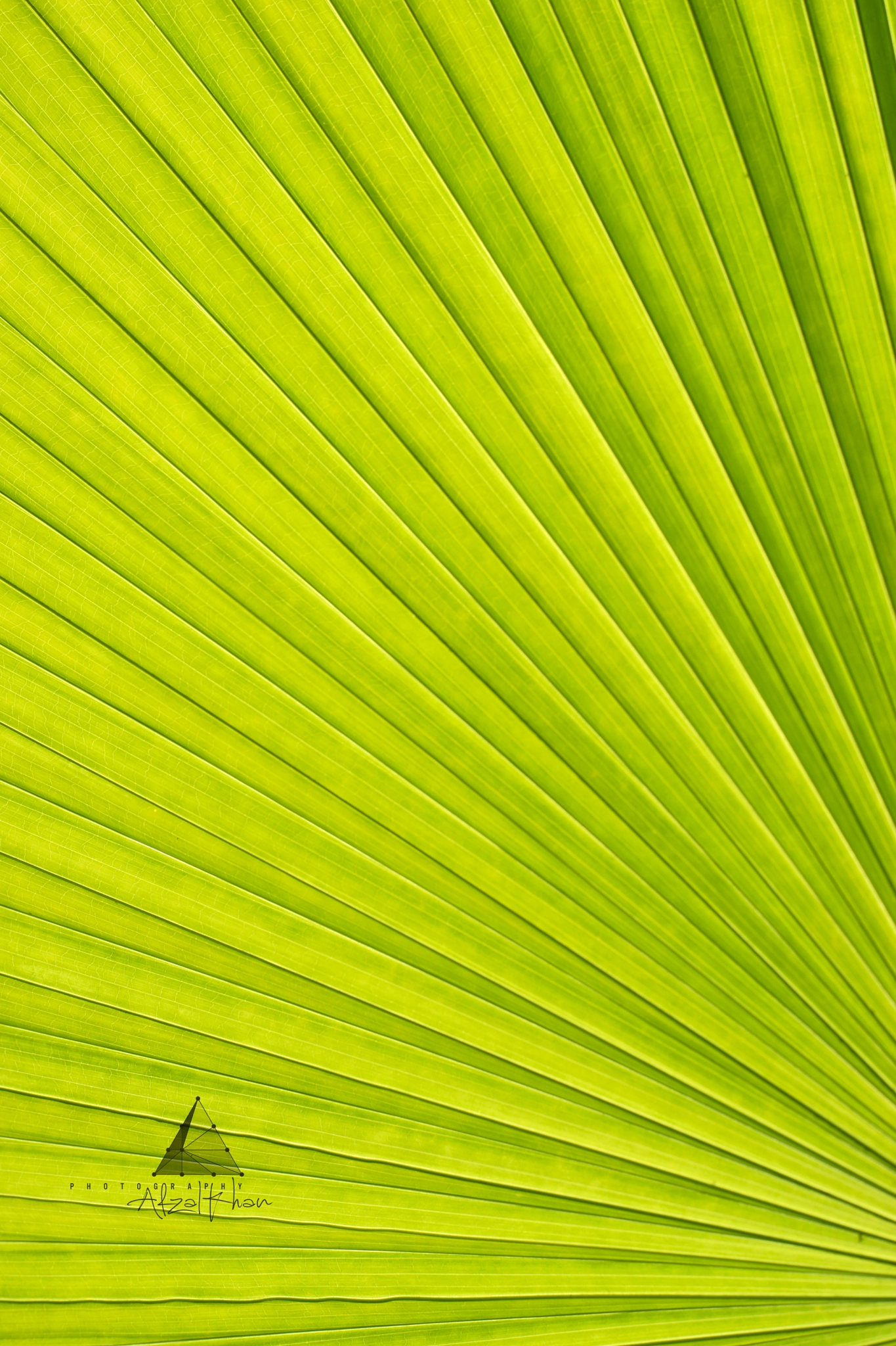 Sony a99 II + Minolta AF 50mm F1.7 sample photo. Greenlines. photography