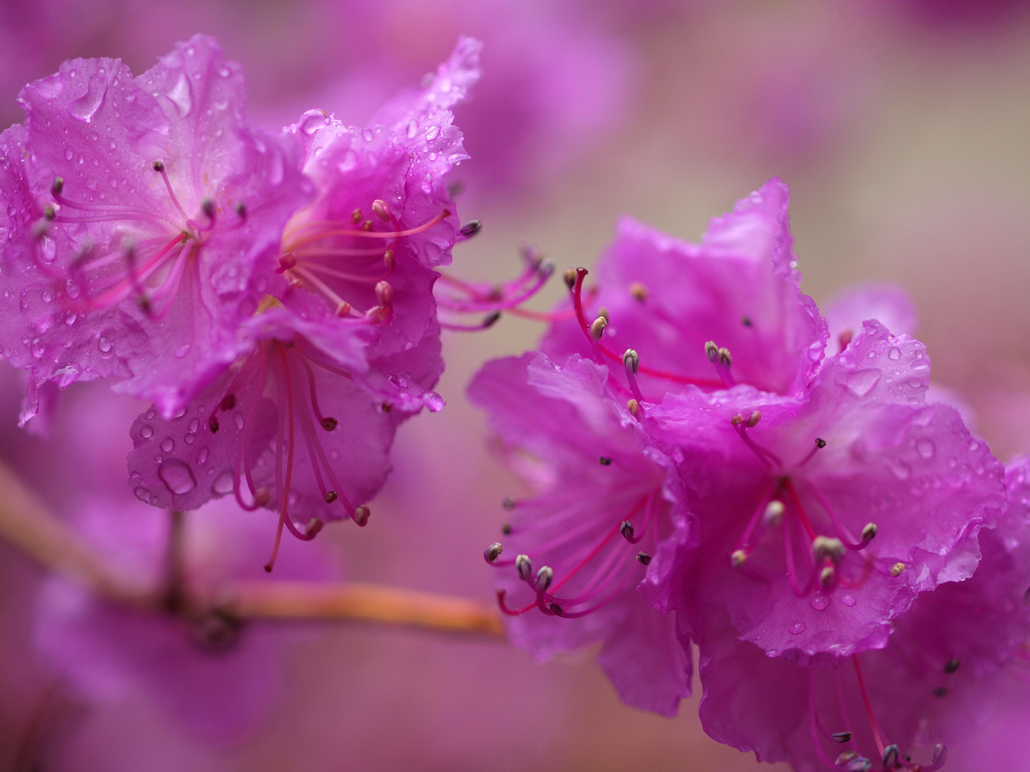 OLYMPUS 50mm Lens sample photo. Shimmering in the pink photography