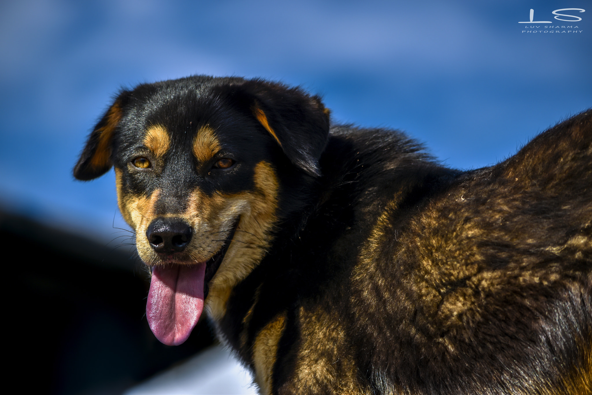 Nikon D5500 sample photo. And finally he smiled photography