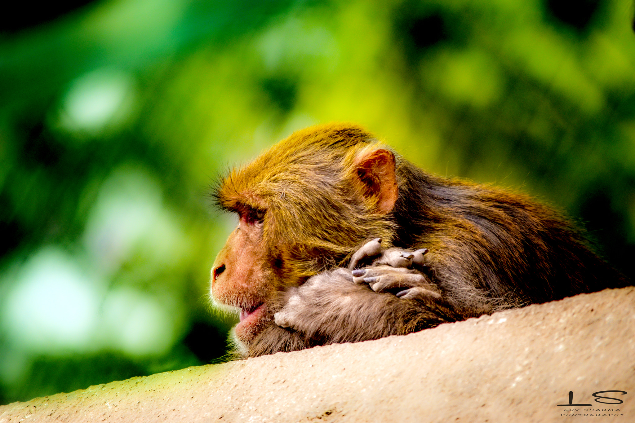 Nikon D5500 sample photo. Tge thinking monkey photography