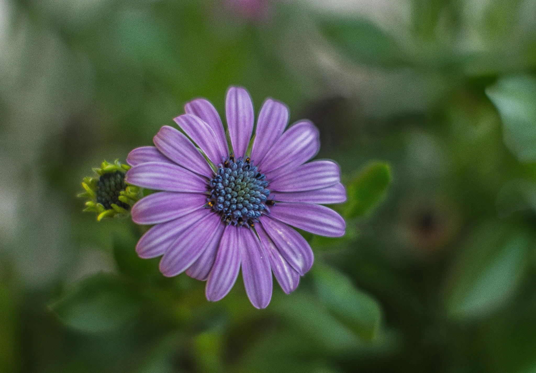 Nikon D500 + Sigma 105mm F2.8 EX DG Macro sample photo. 28.jpg photography