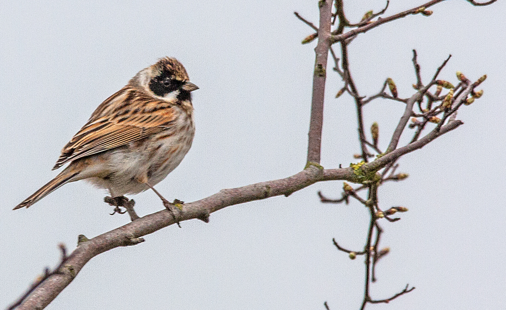 Canon EOS 450D (EOS Rebel XSi / EOS Kiss X2) sample photo. Reed bunting photography