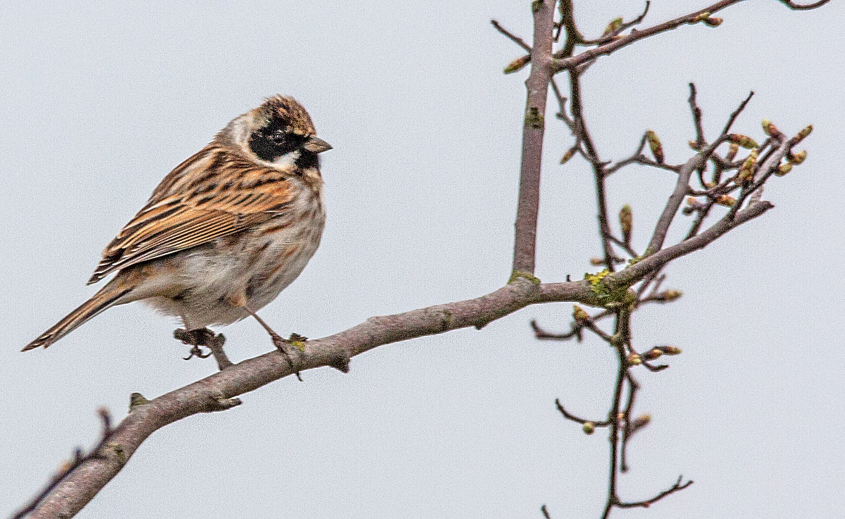 150-600mm F5-6.3 DG OS HSM | Contemporary 015 sample photo. Reed bunting photography