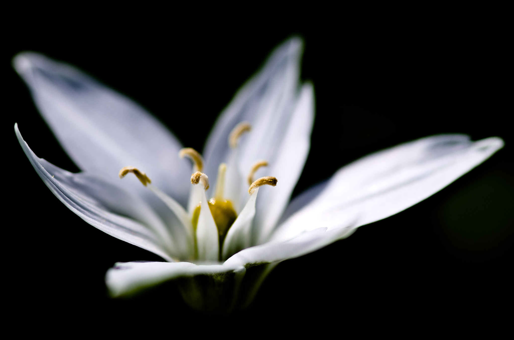 Pentax K-5 + Pentax smc D-FA 100mm F2.8 Macro WR sample photo. Ornithogalum umbellatum photography