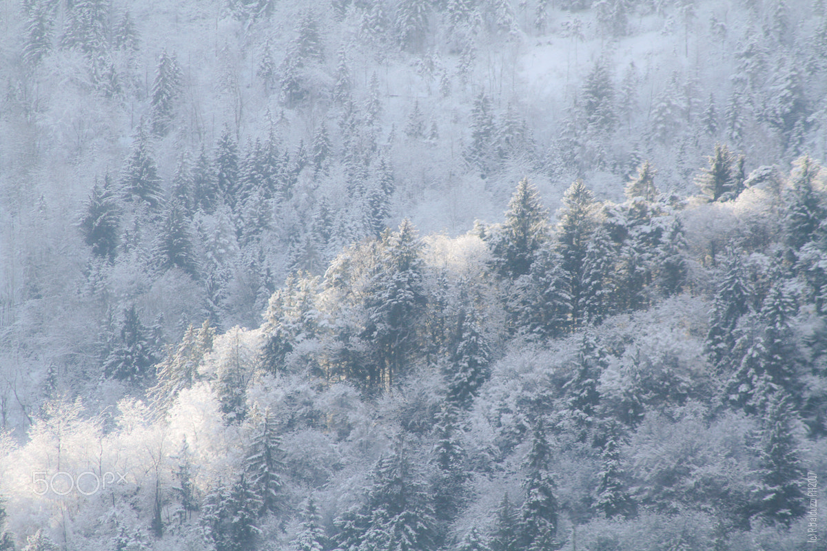 Canon EOS 7D + Canon EF 100-300mm F4.5-5.6 USM sample photo. Winter time photography