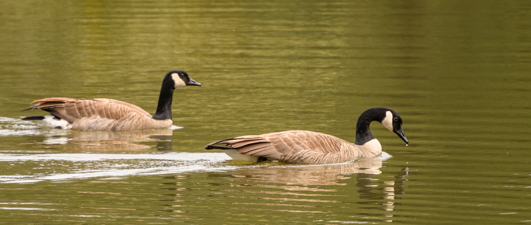 Nikon D500 sample photo. Lacamas lake_mar 2017 photography