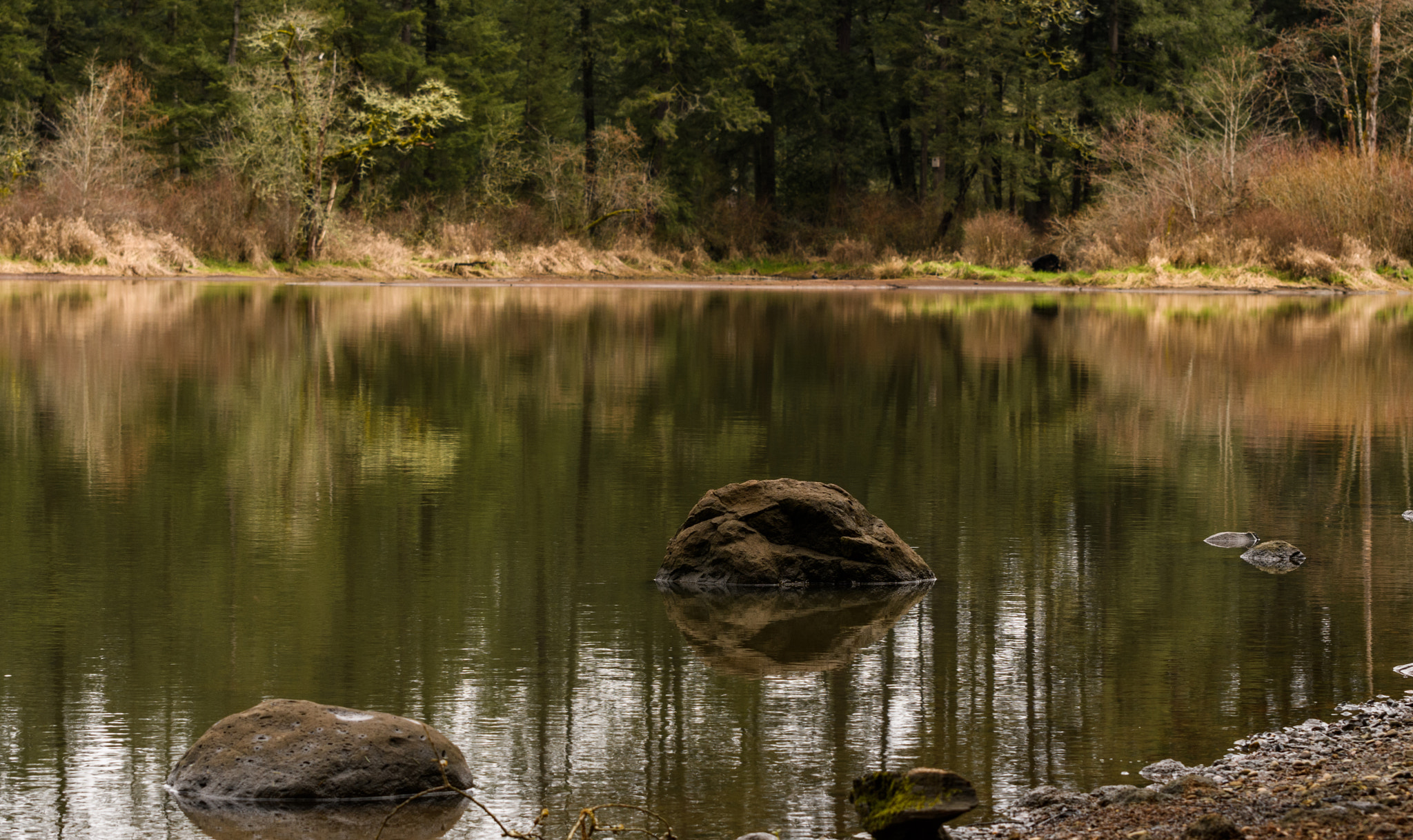 Nikon D500 sample photo. Lacamas lake_mar 2017 photography