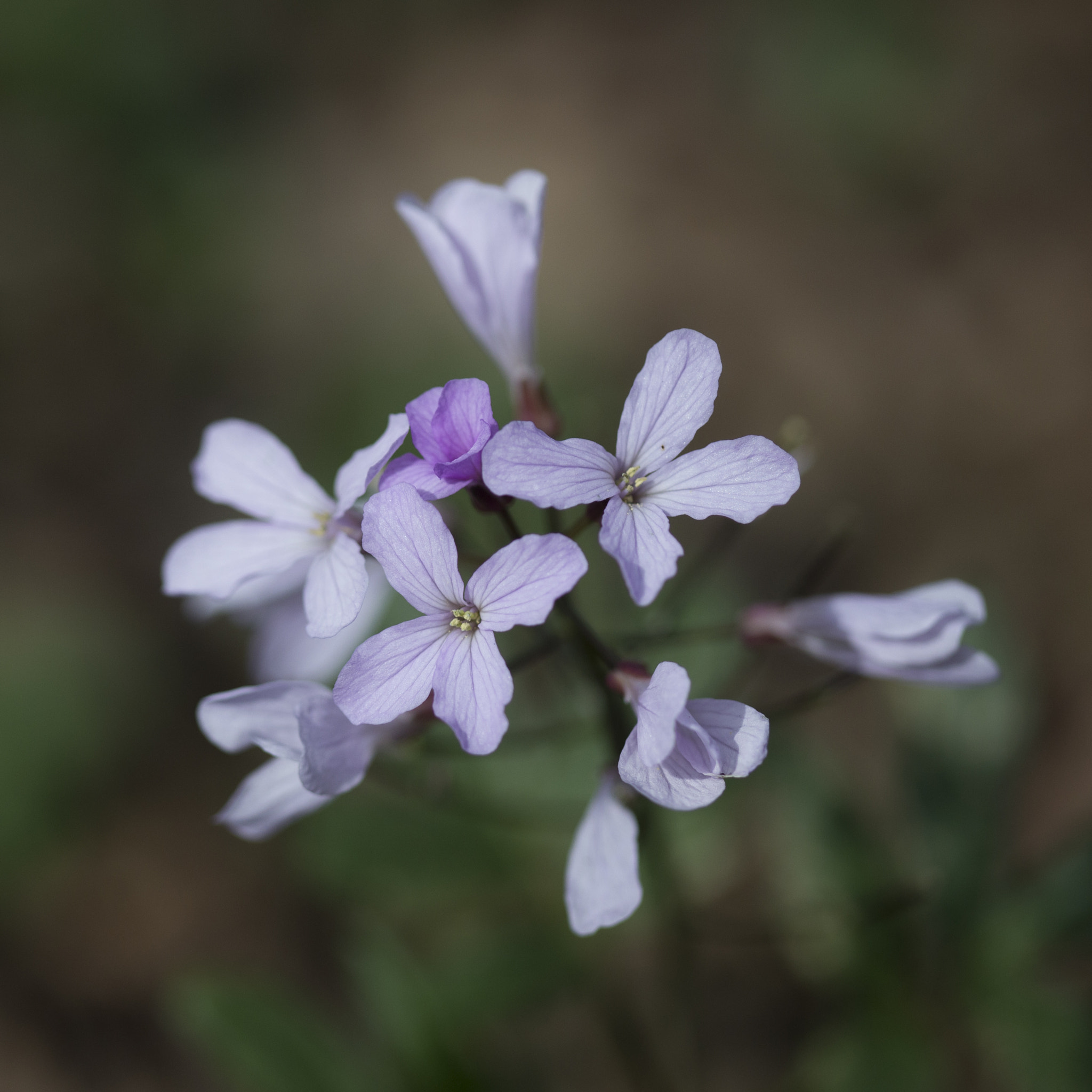 Canon EF 100mm F2.8 Macro USM sample photo. Img photography