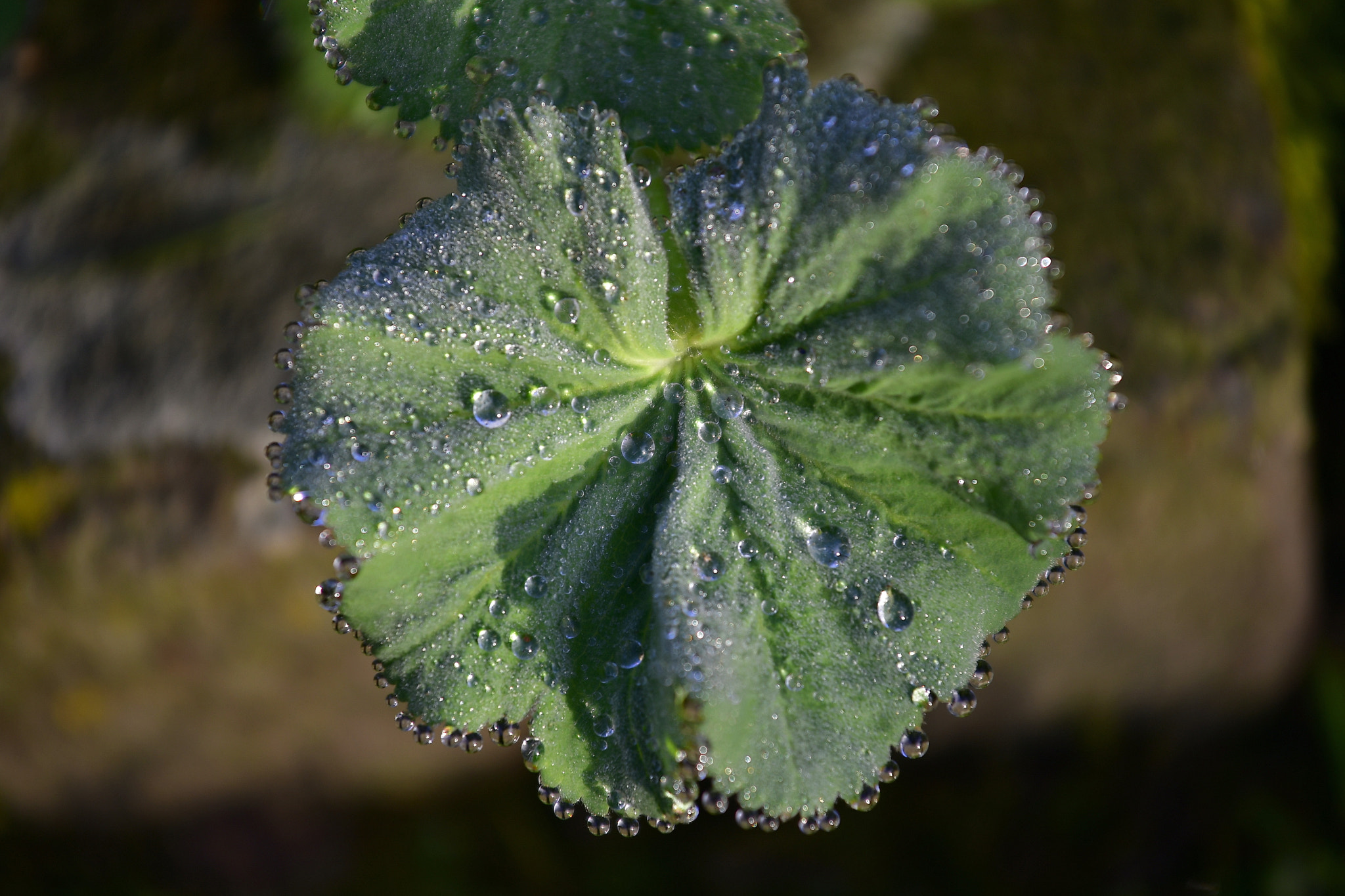 Nikon AF-S Nikkor 70-200mm F4G ED VR sample photo. Alchemilla photography