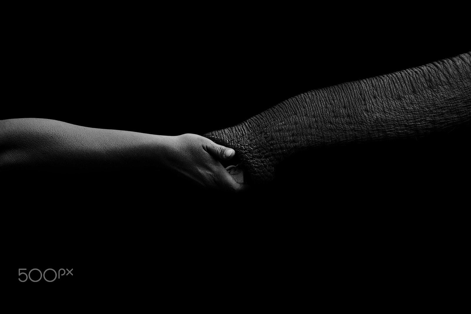 Canon EF-S 17-85mm F4-5.6 IS USM sample photo. Human feeding elephant photography